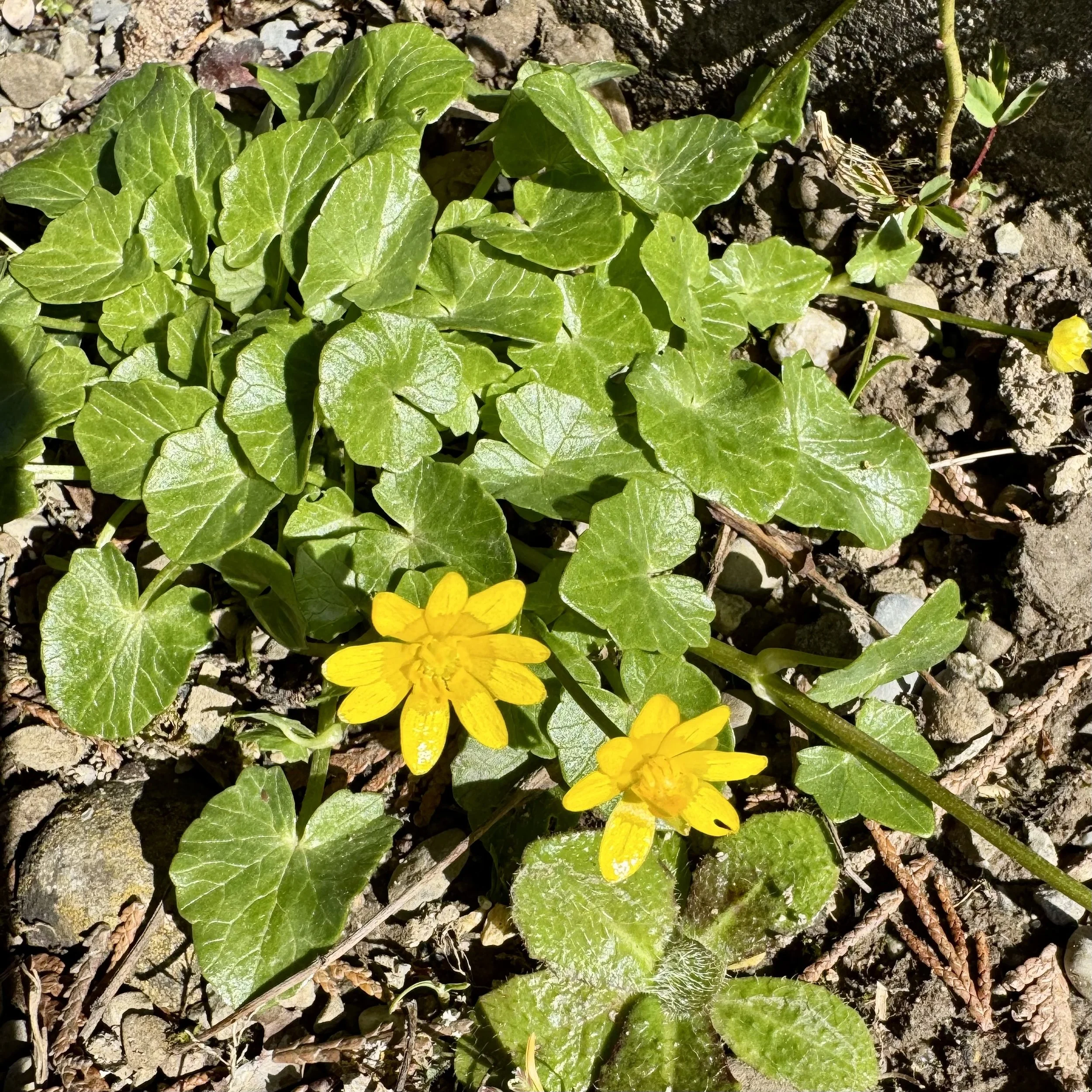 Fermenting Lesser Celandine (Ficaria verna)