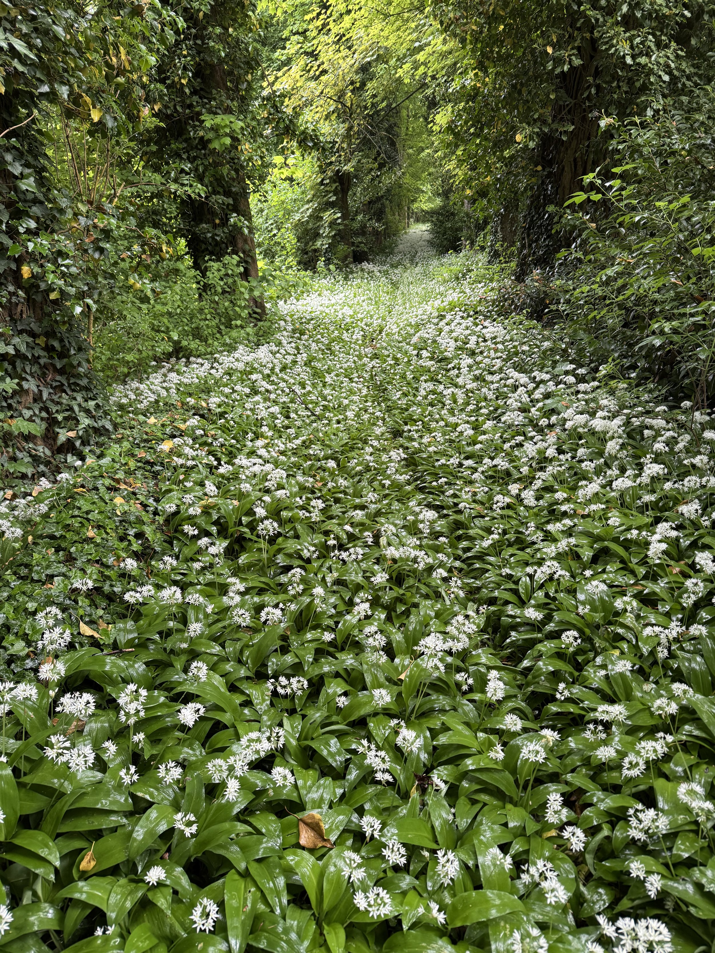 Wild  Garlic Salt – Spring in a Jar