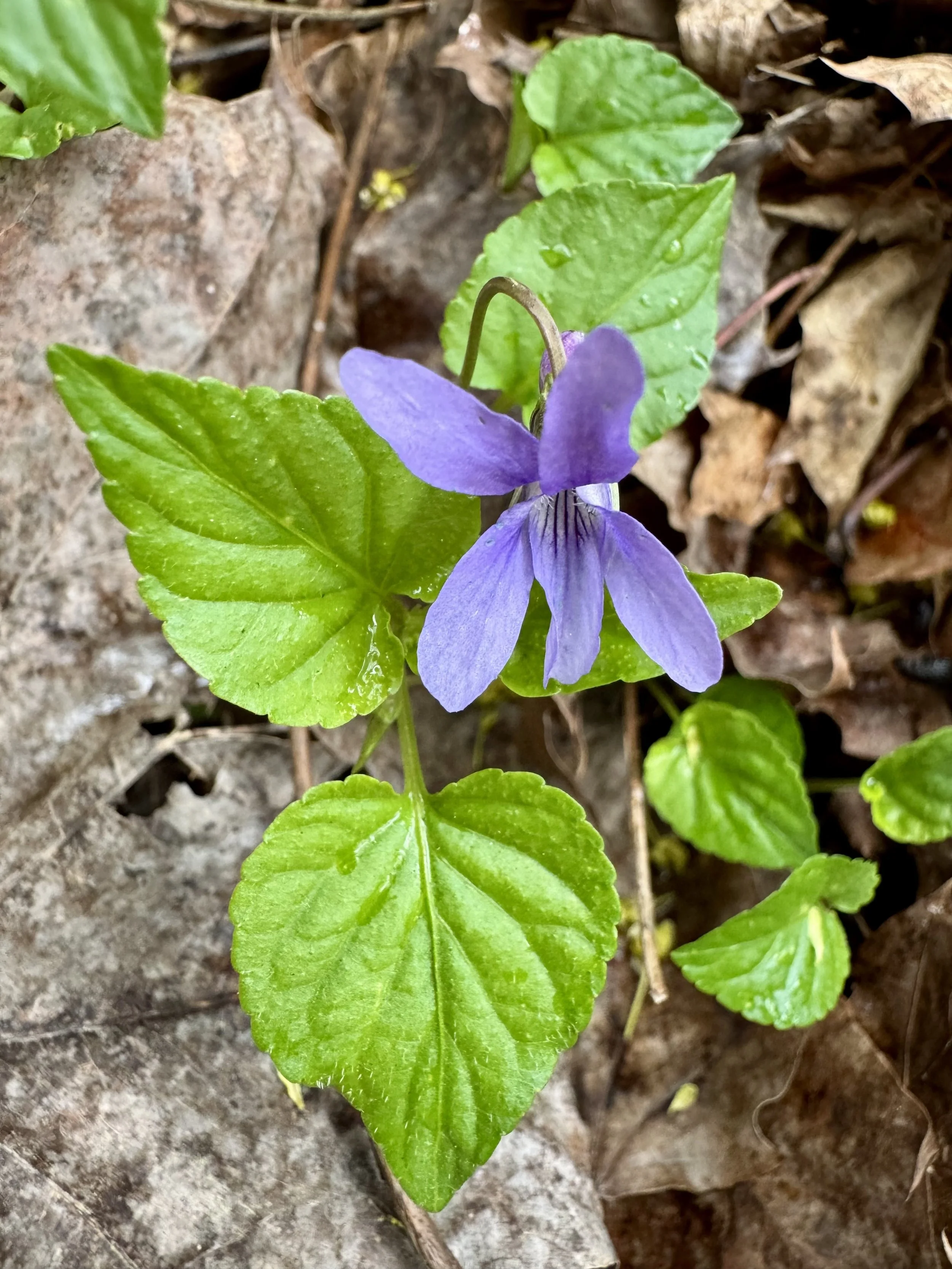 Violet Sugar – Spring, Preserved