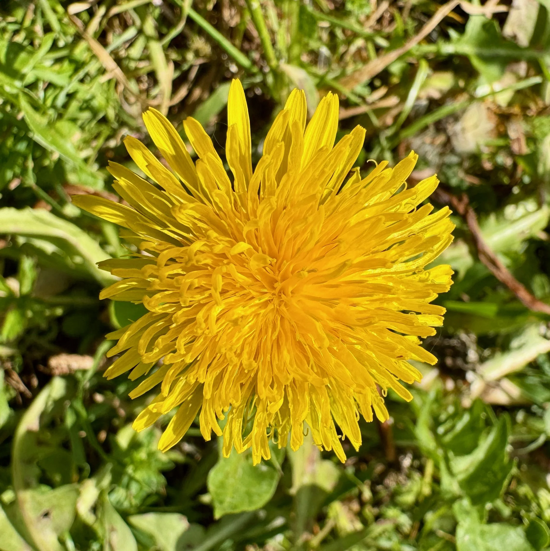 Dandelion – A Symphony in Yellow
