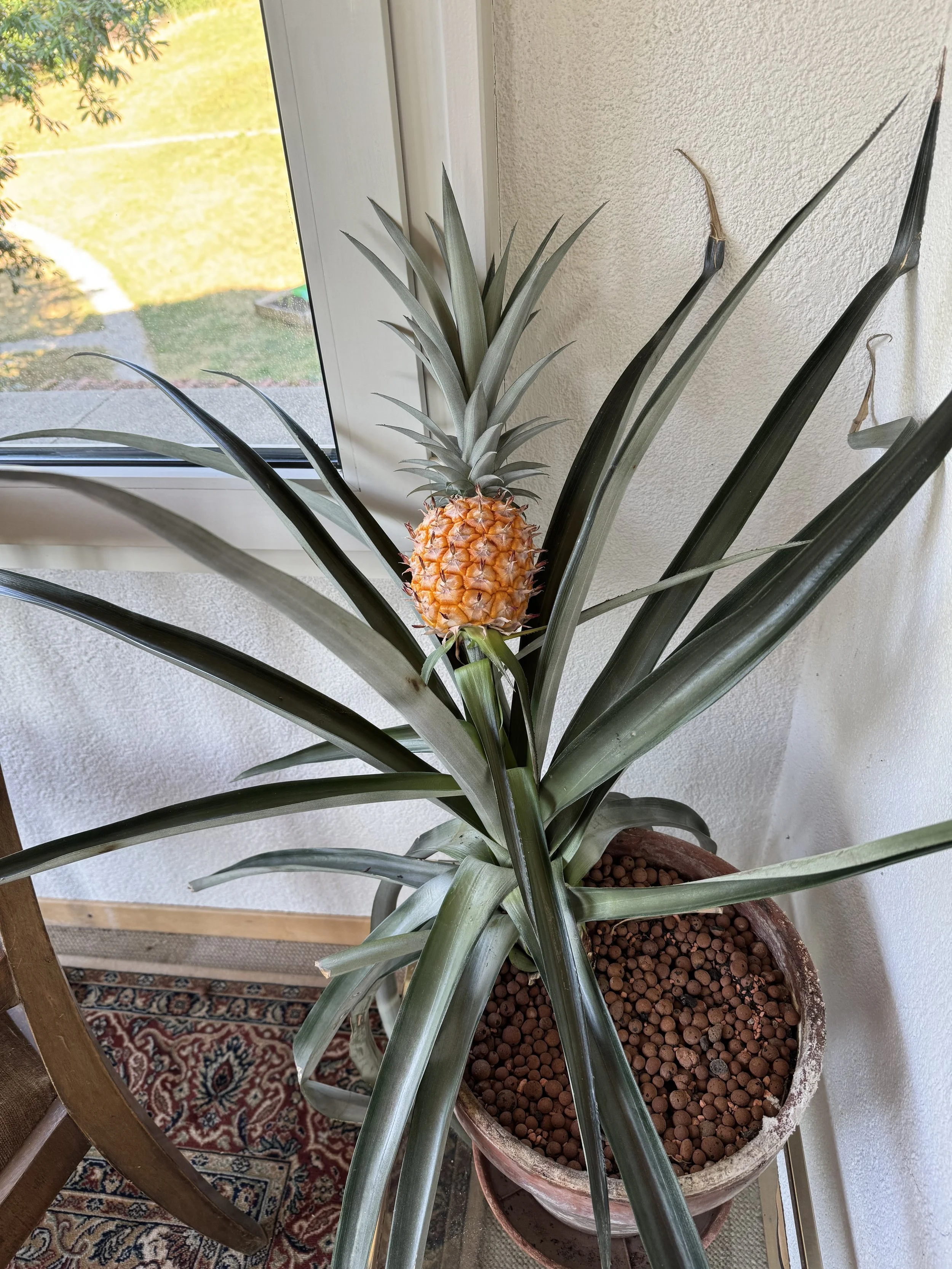 A Pineapple and a Few Thoughts