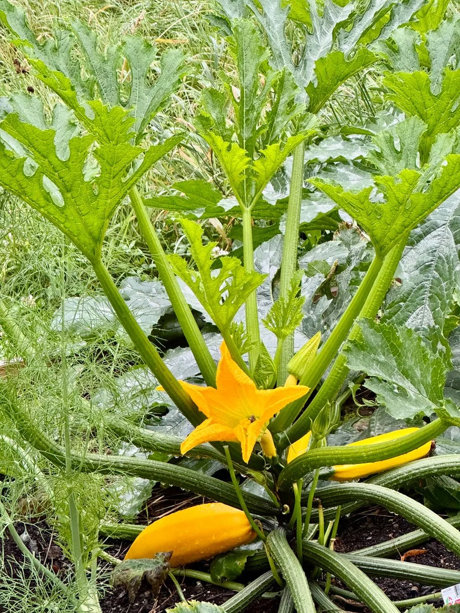 A Zucchini plant with flower and yellow Zucchini