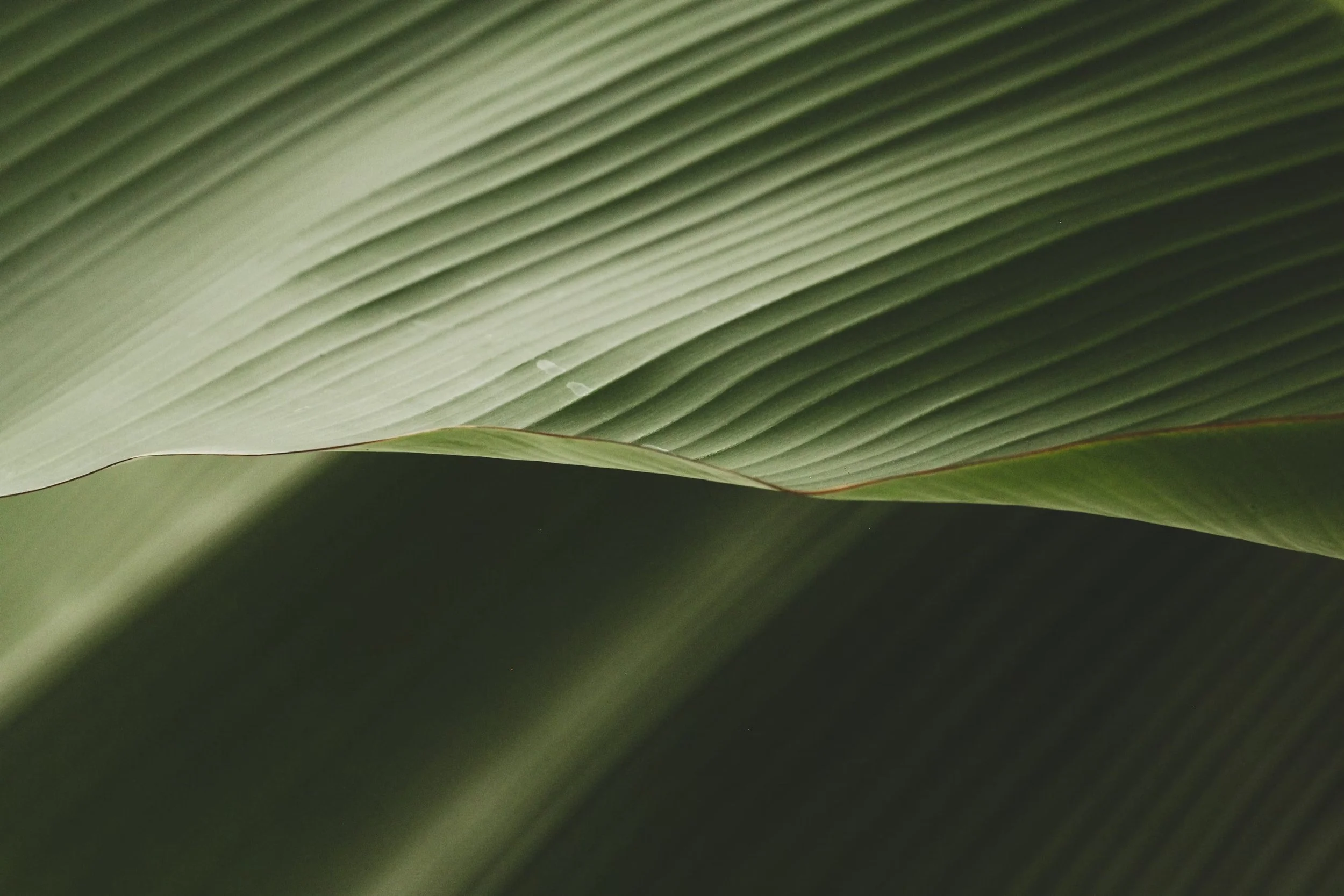 Close-up of a large green leaf with prominent veins
