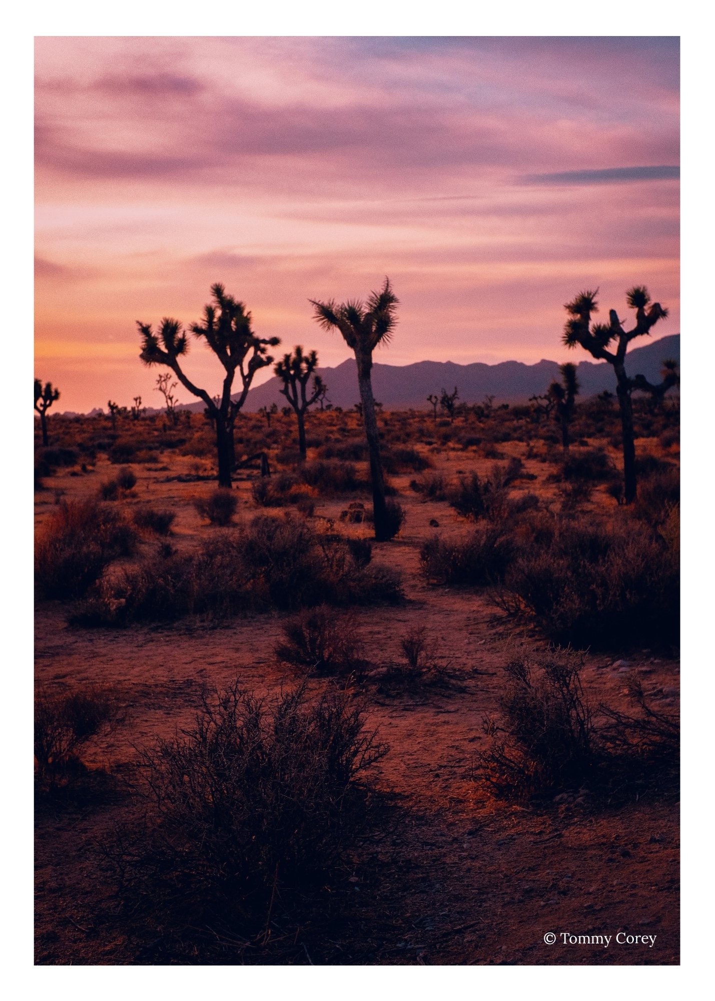 ©Tommy Corey (9).jpg