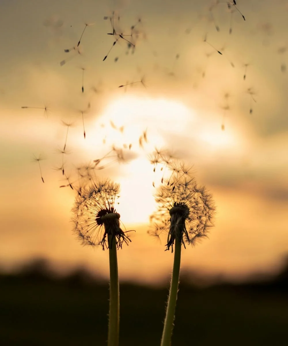 Close-up of two dandelions with seeds being blown away at sunset.