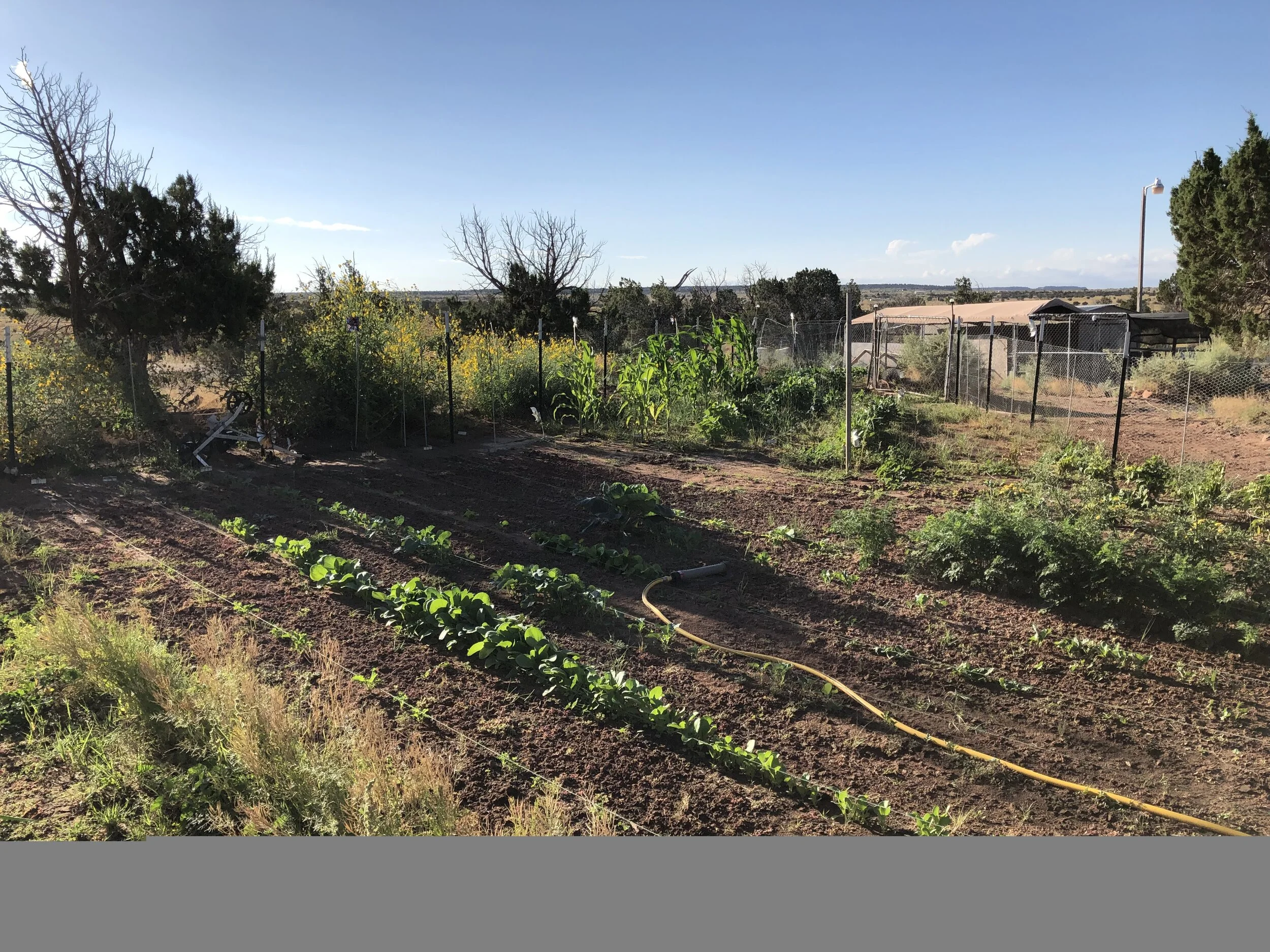 A vegetable garden with rows of green plants and soil, surrounded by a chain-link fence, with trees and a clear blue sky in the background.