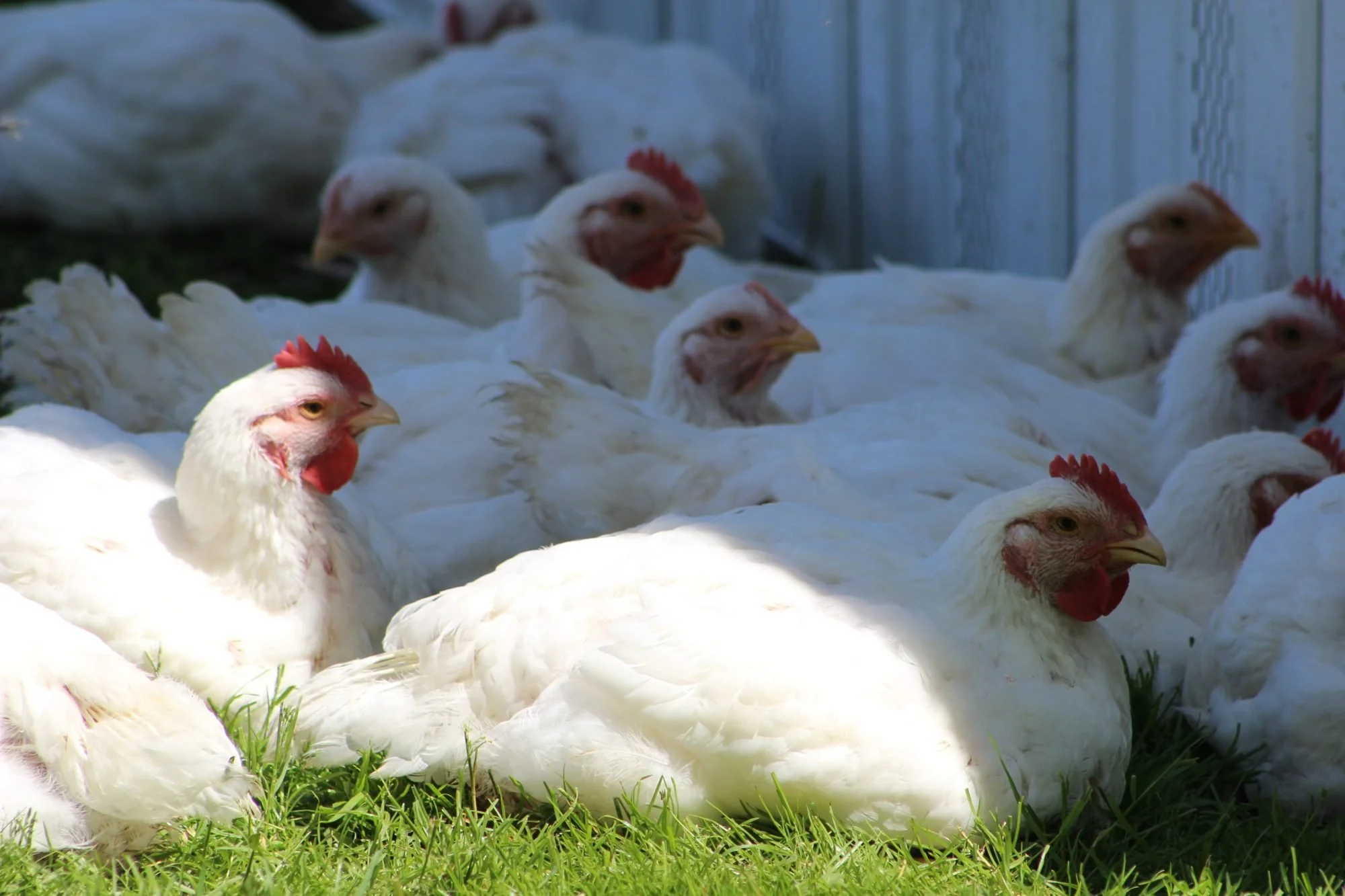 Cornish Cross Broiler Chickens.jpg