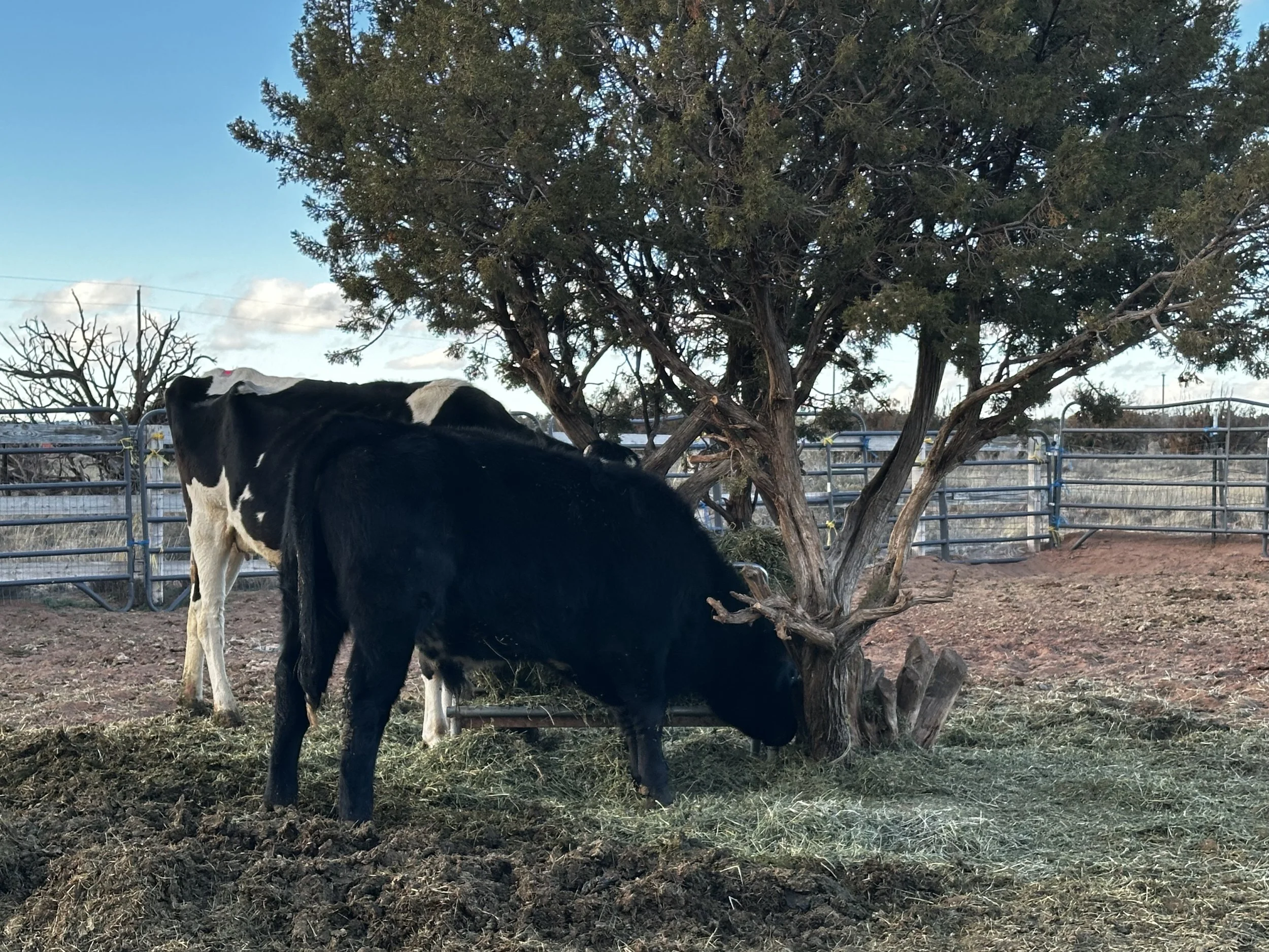Deposit- 40lb Beef Butcher Box