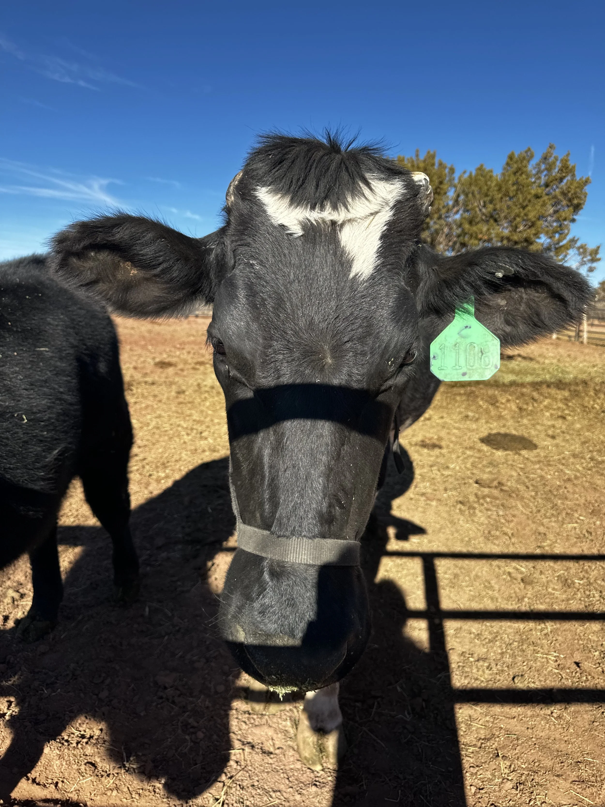Unprocessed Cow Milk Share