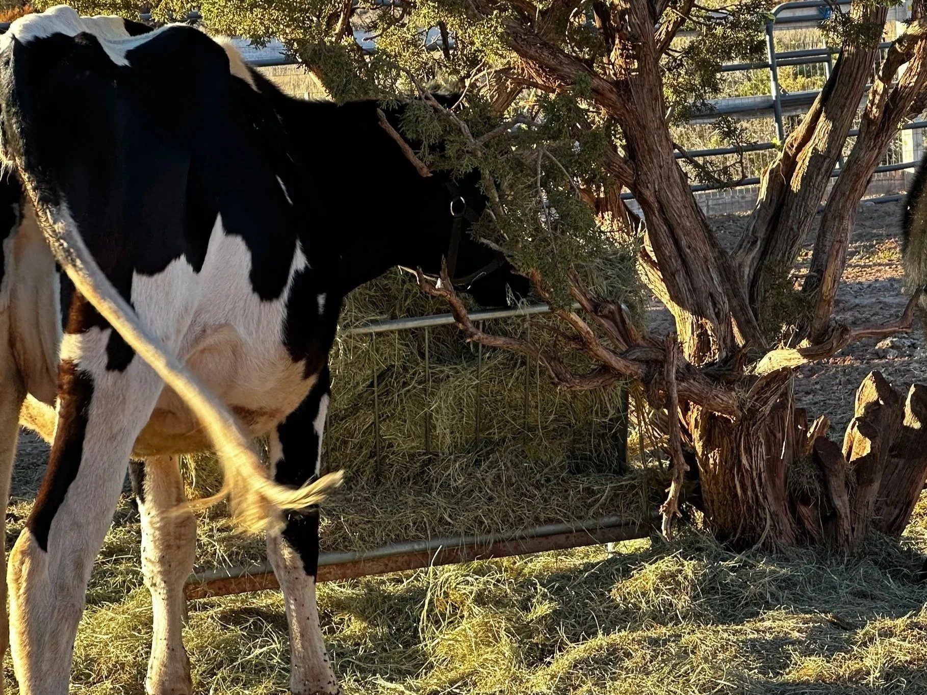 Holstein eating Bermuda grass