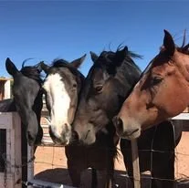 Our herd at the gate.jpg