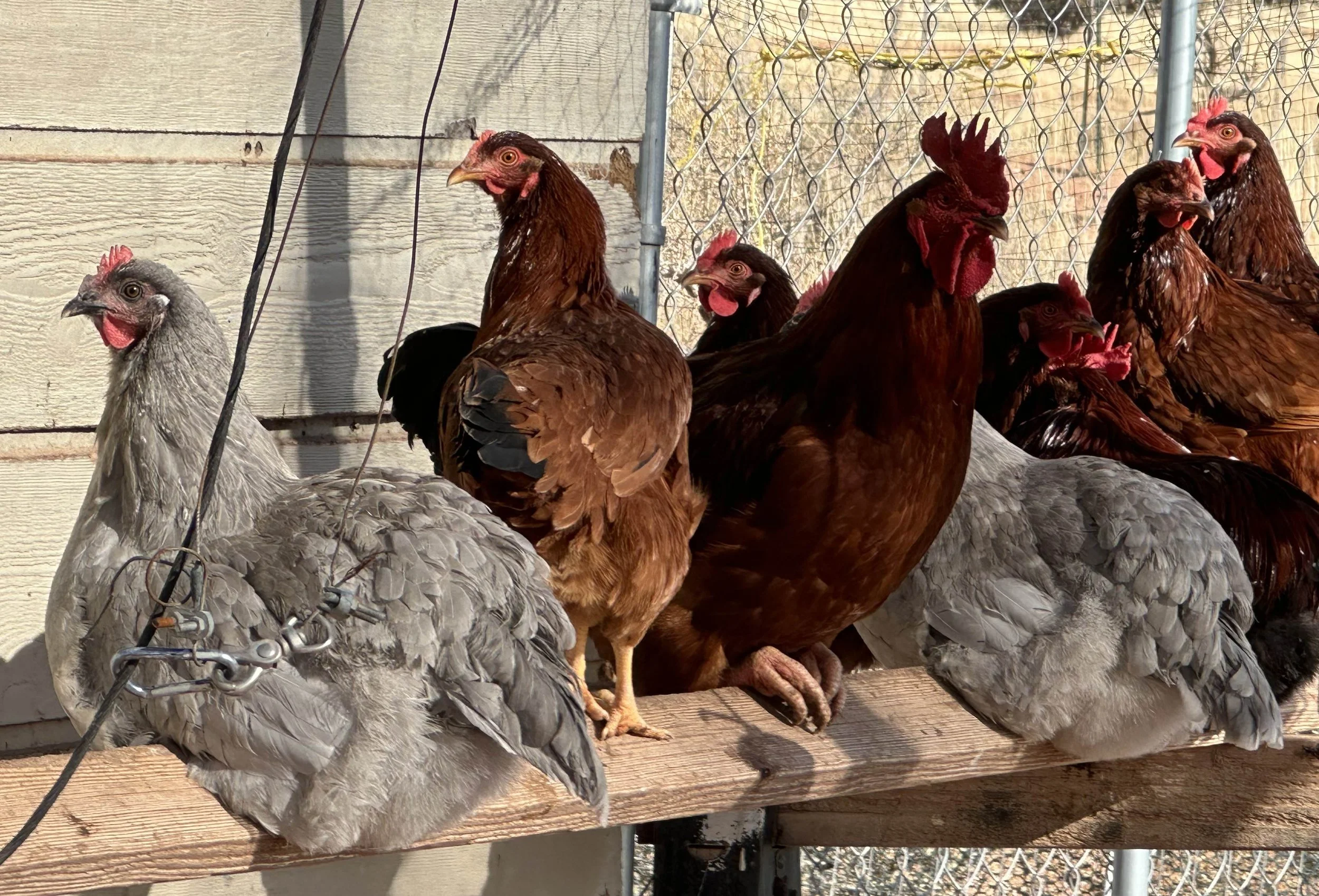 01 Happy Hens.JPG