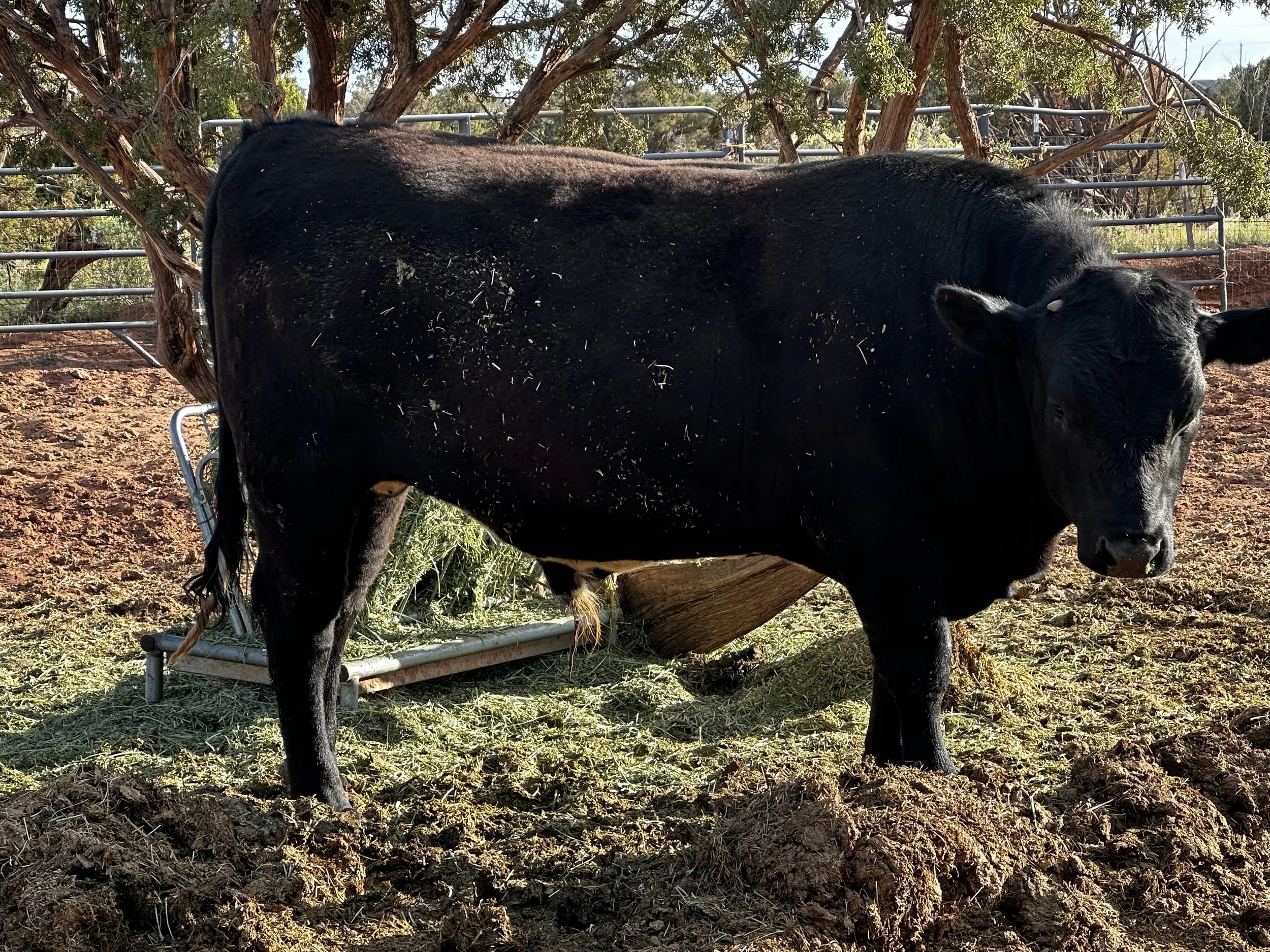 13 month Beefcake, Holstein-Angus steer