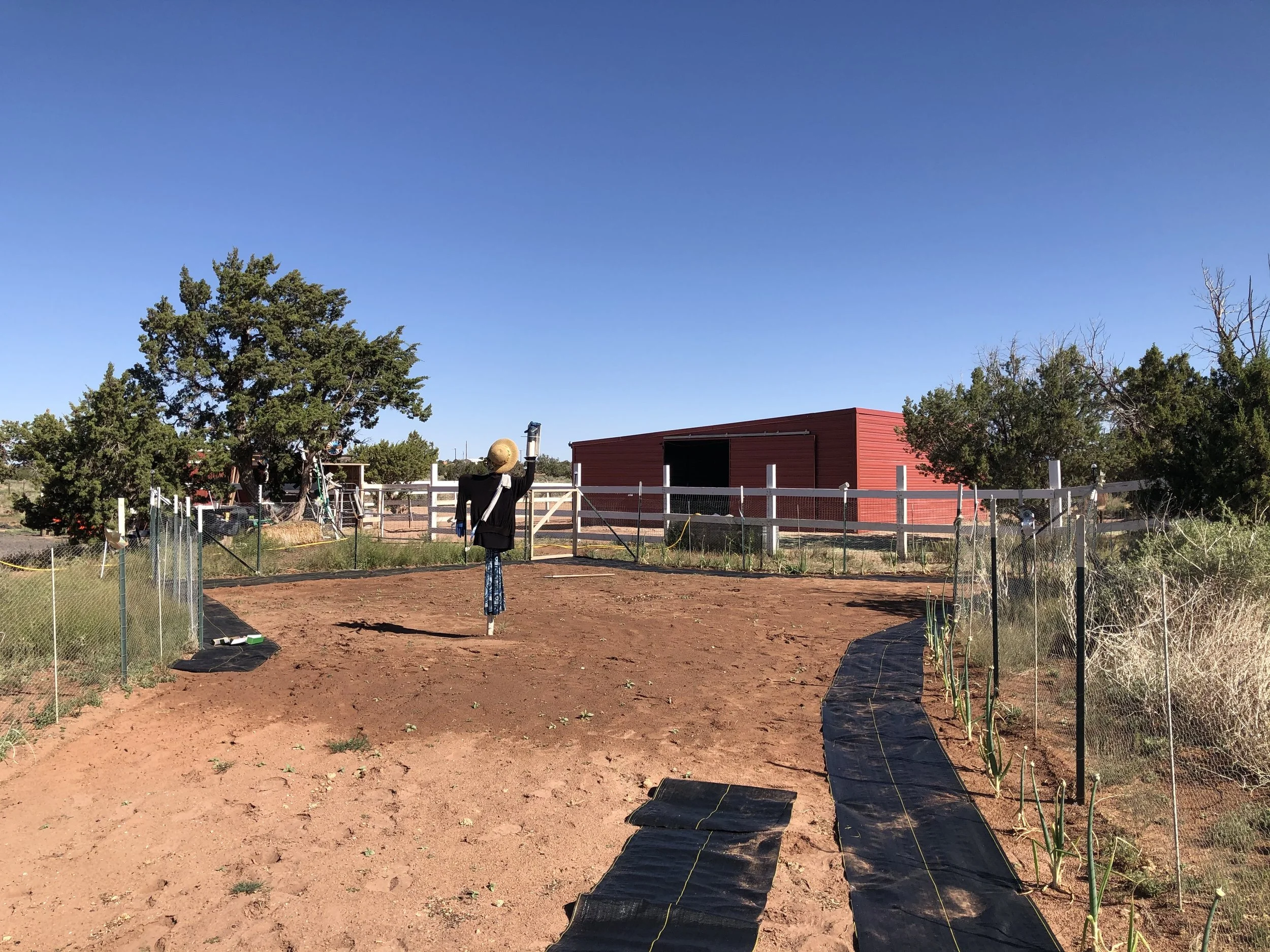 A fenced garden with black landscape cloth pathways ready for raised beds to be added, a scarecrow, and a red barn in the background under a clear blue sky.