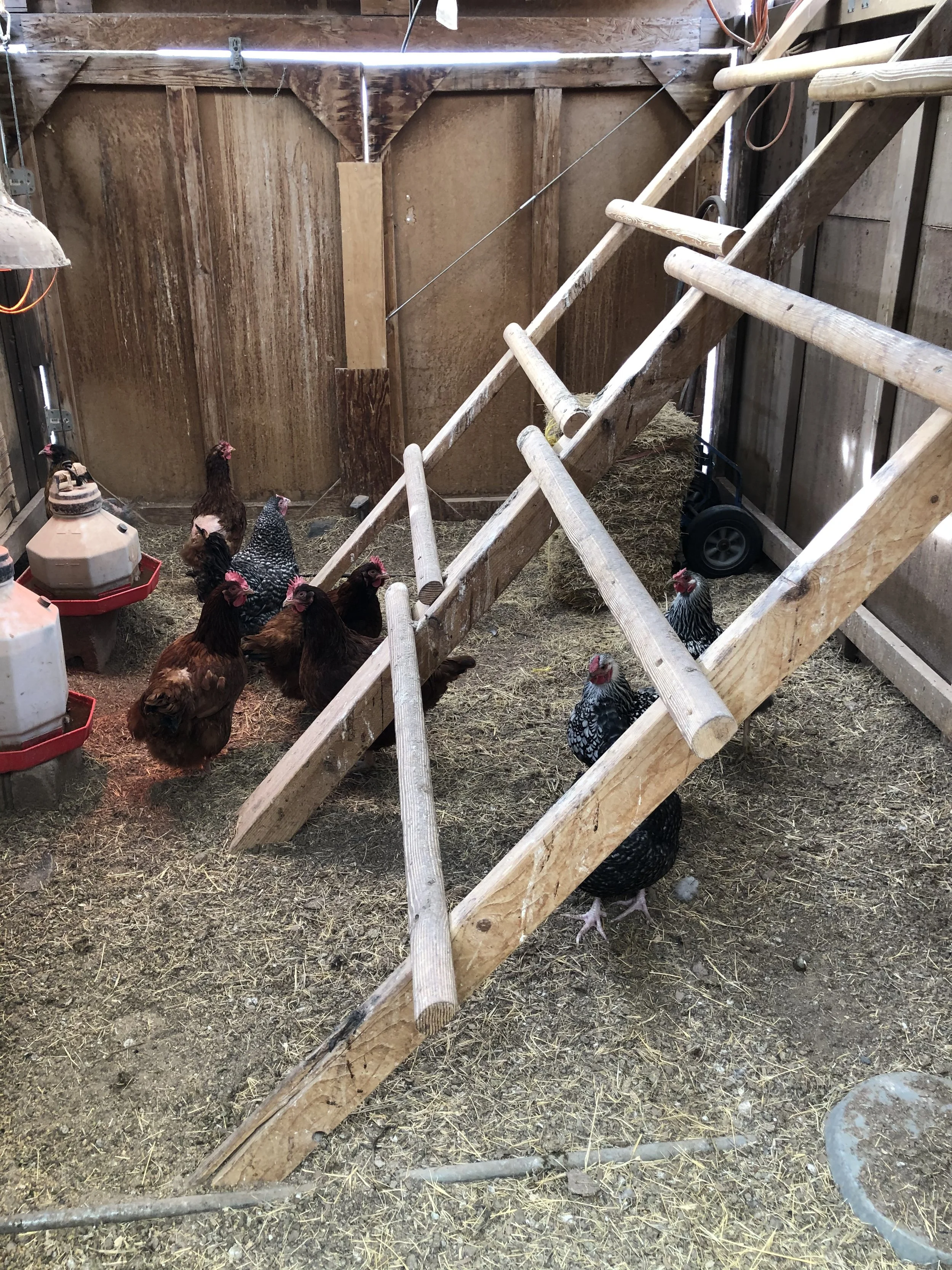 Inside a chicken coop with several chickens, including black, white, and brown ones, near a set of wooden roosting bars, feeders, and an automatic waterer.