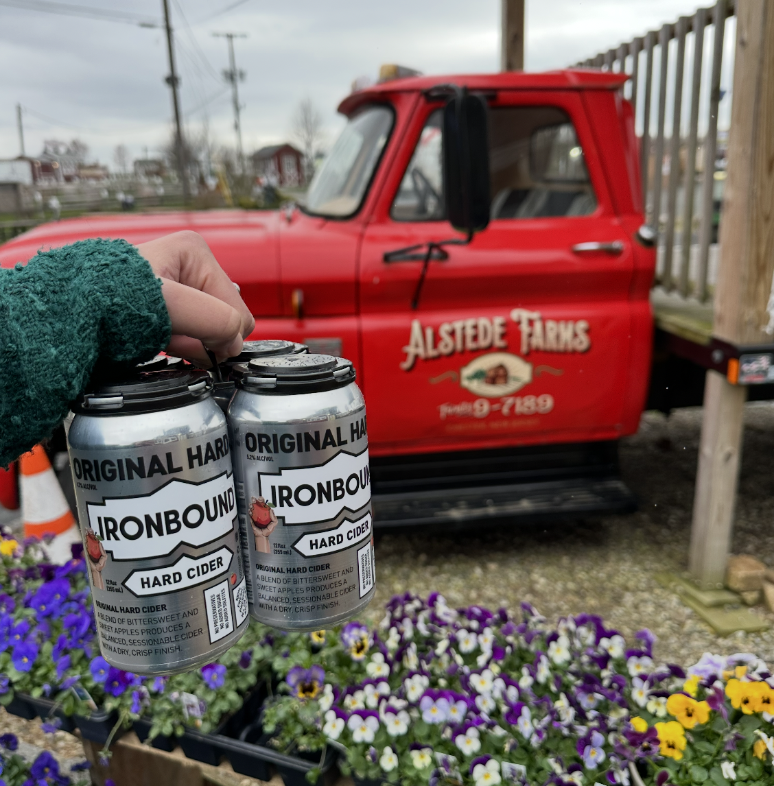 A four-pack of Ironbound OG Hard Cider being held up in front of a red farm truck with a logo that says "Alstede Farms"