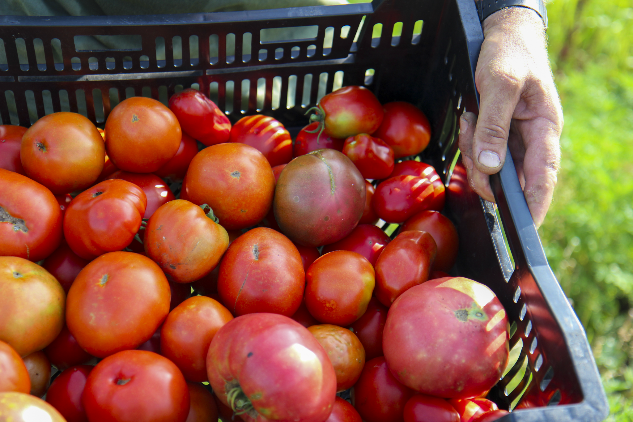 tomato.png