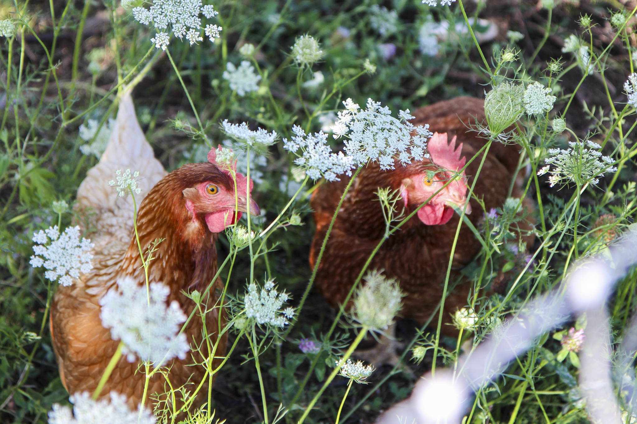 regenerative chicks.png