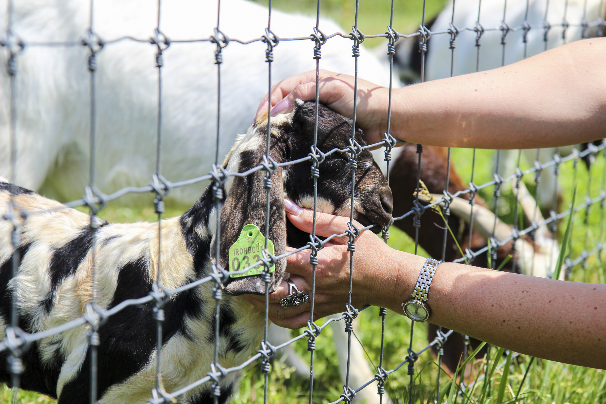 petting zoo.png