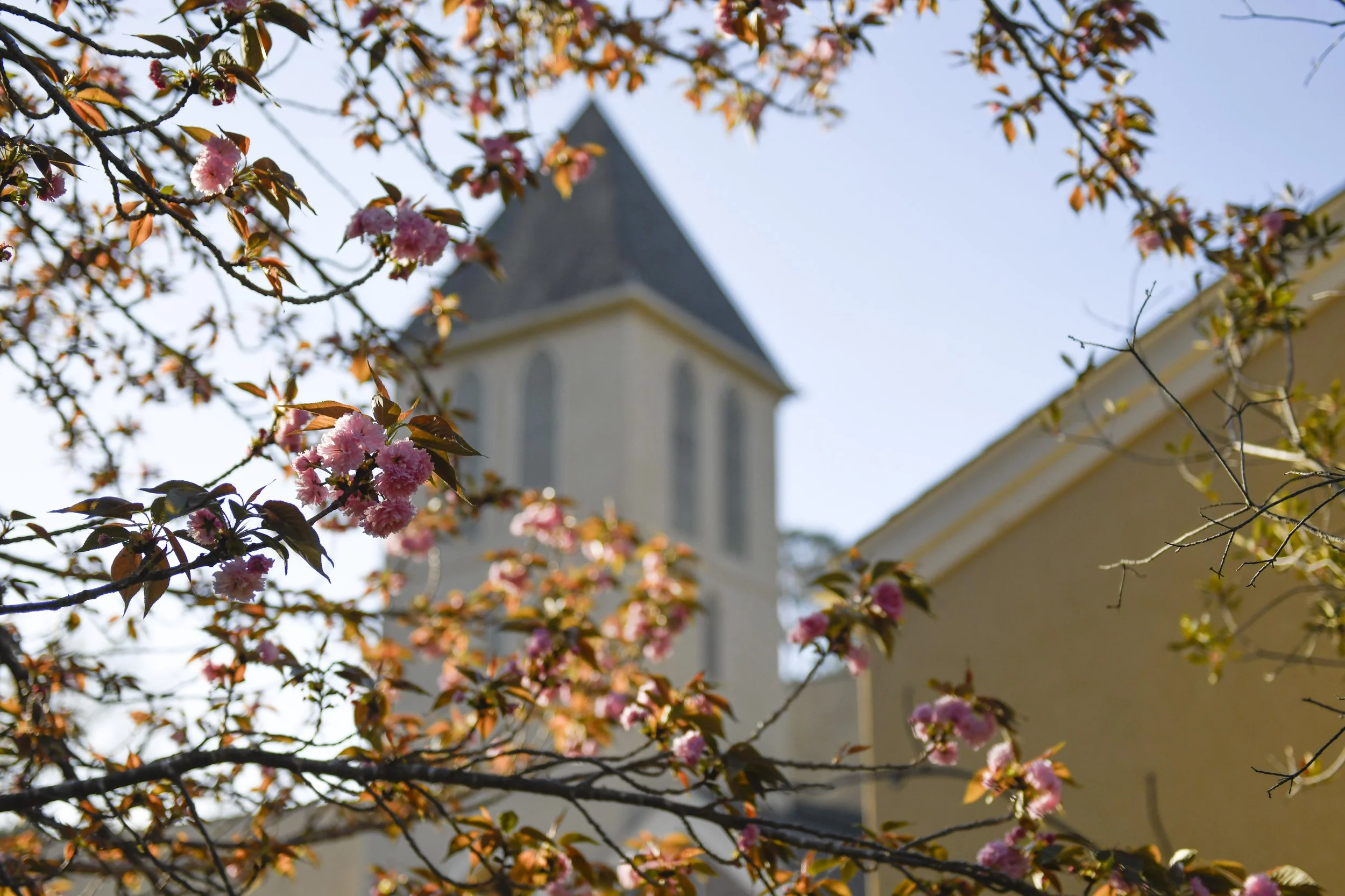 Palm Sunday 2026 Web.jpg