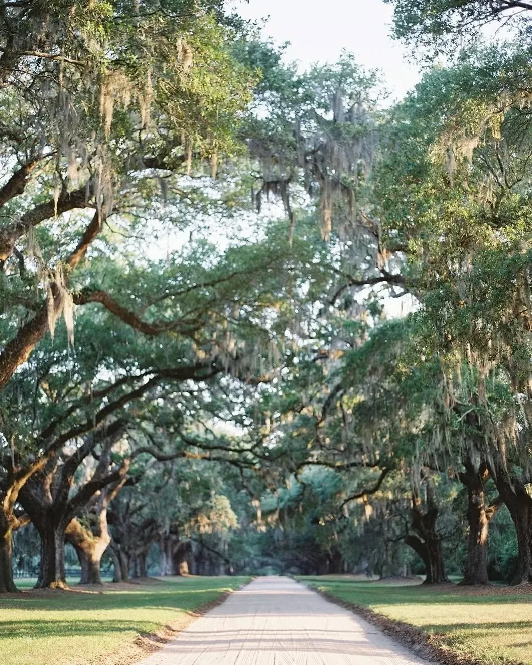 Spring just got sweeter! 🍓
Join us at @boonehallplantation April 24&ndash;26 &amp; May 1&ndash;3 for the Lowcountry Strawberry Festival. Enjoy fresh-picked berries, festive rides, and all the charm of Charleston&rsquo;s Lowcountry just minutes from 