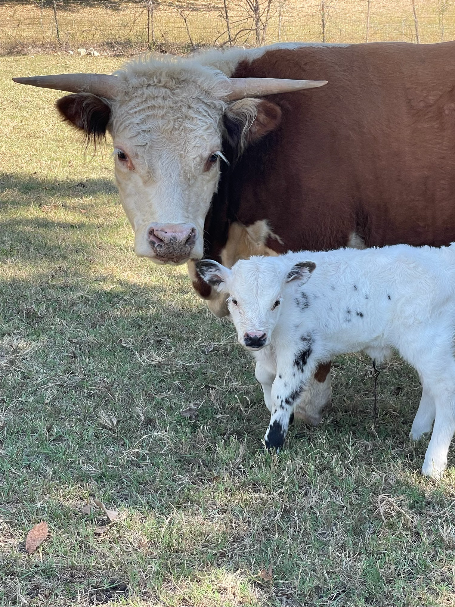 hereford-kolache-calf-001.png