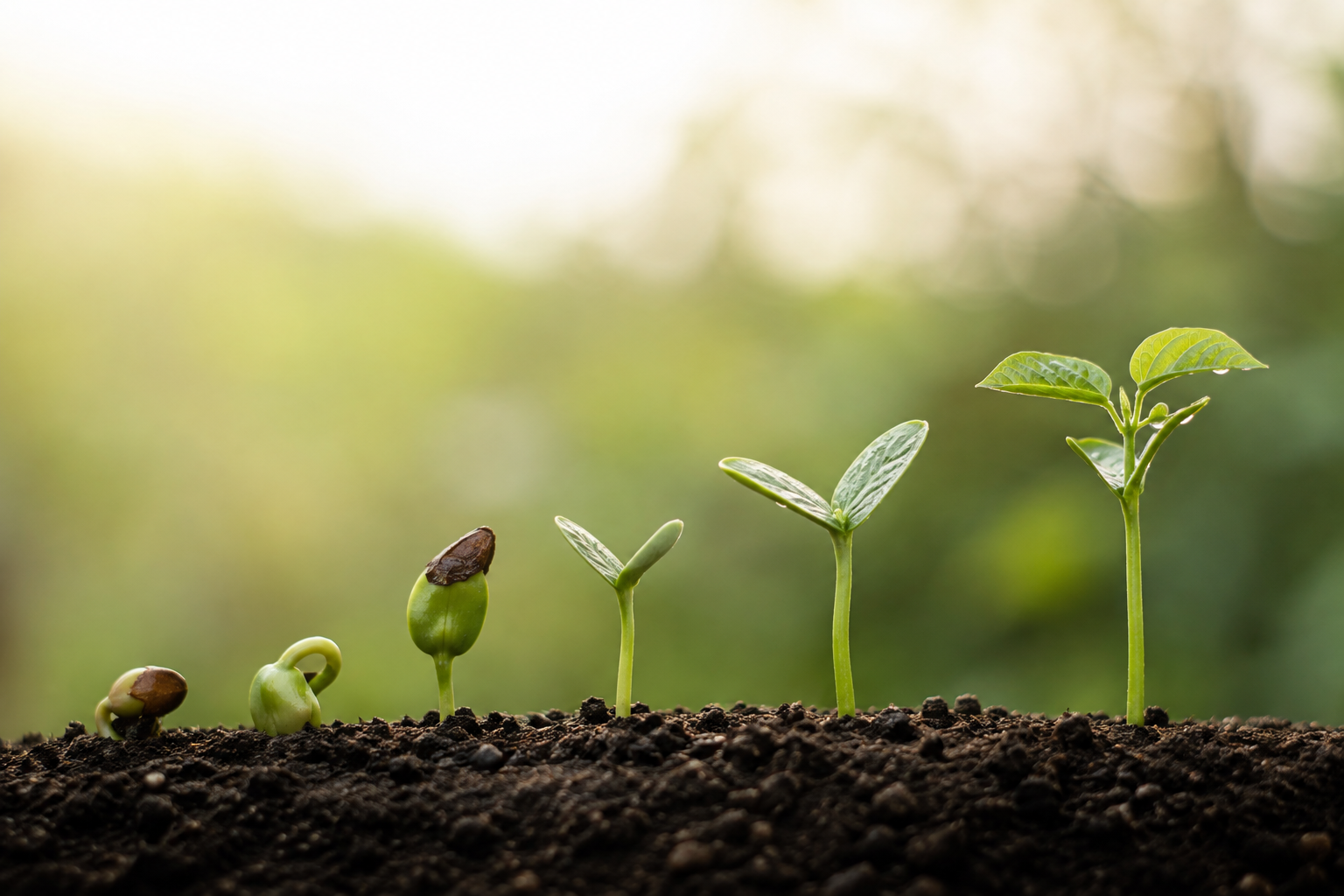 Green shoots emerging from soil over time, a metaphor for how Sculptra gradually stimulates the body's own collagen.