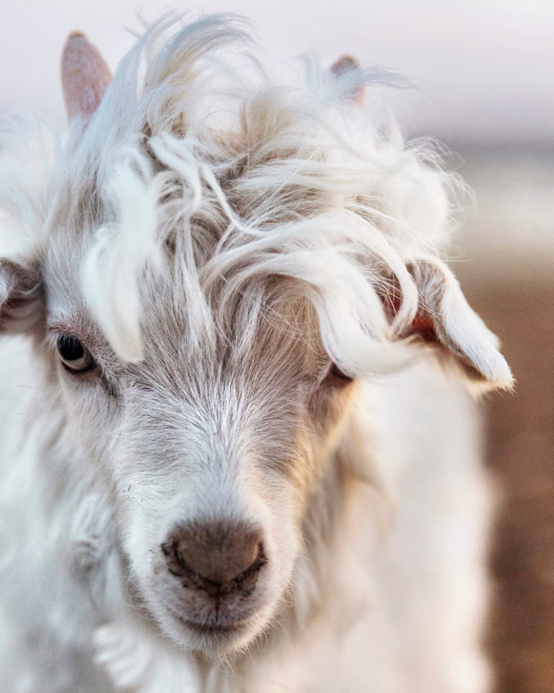 prova.png (Copy) (Copy)