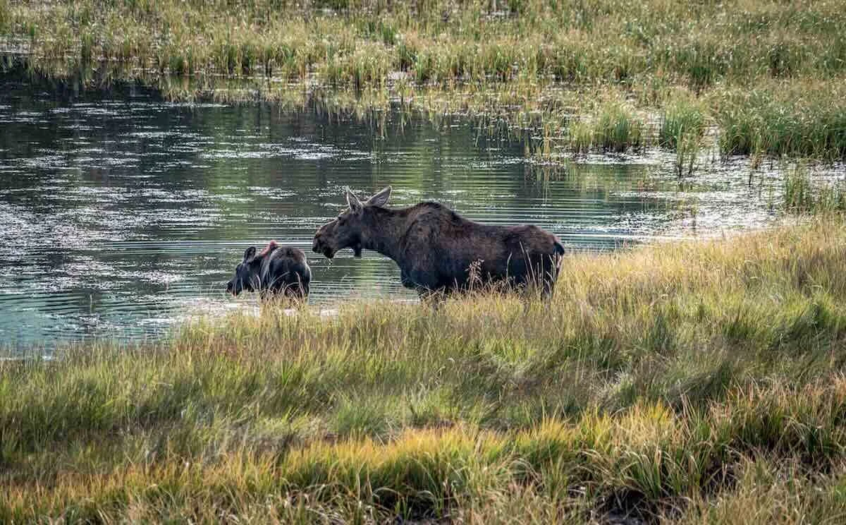 A moose and a bear in a grassy area near a body of water, possibly a river or lake, surrounded by natural vegetation.