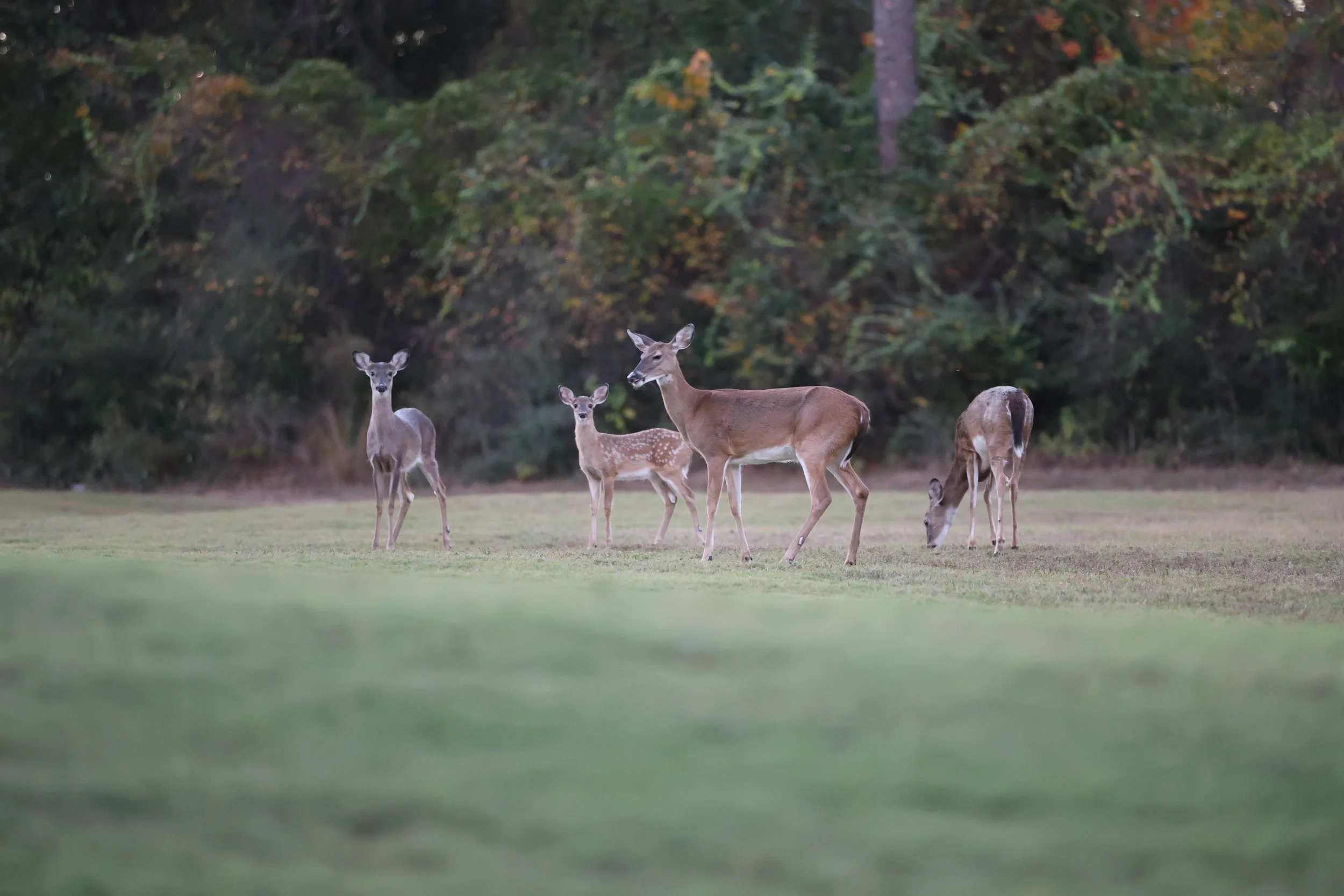 Five deer grazing on a grassy field with a wooded area in the background.