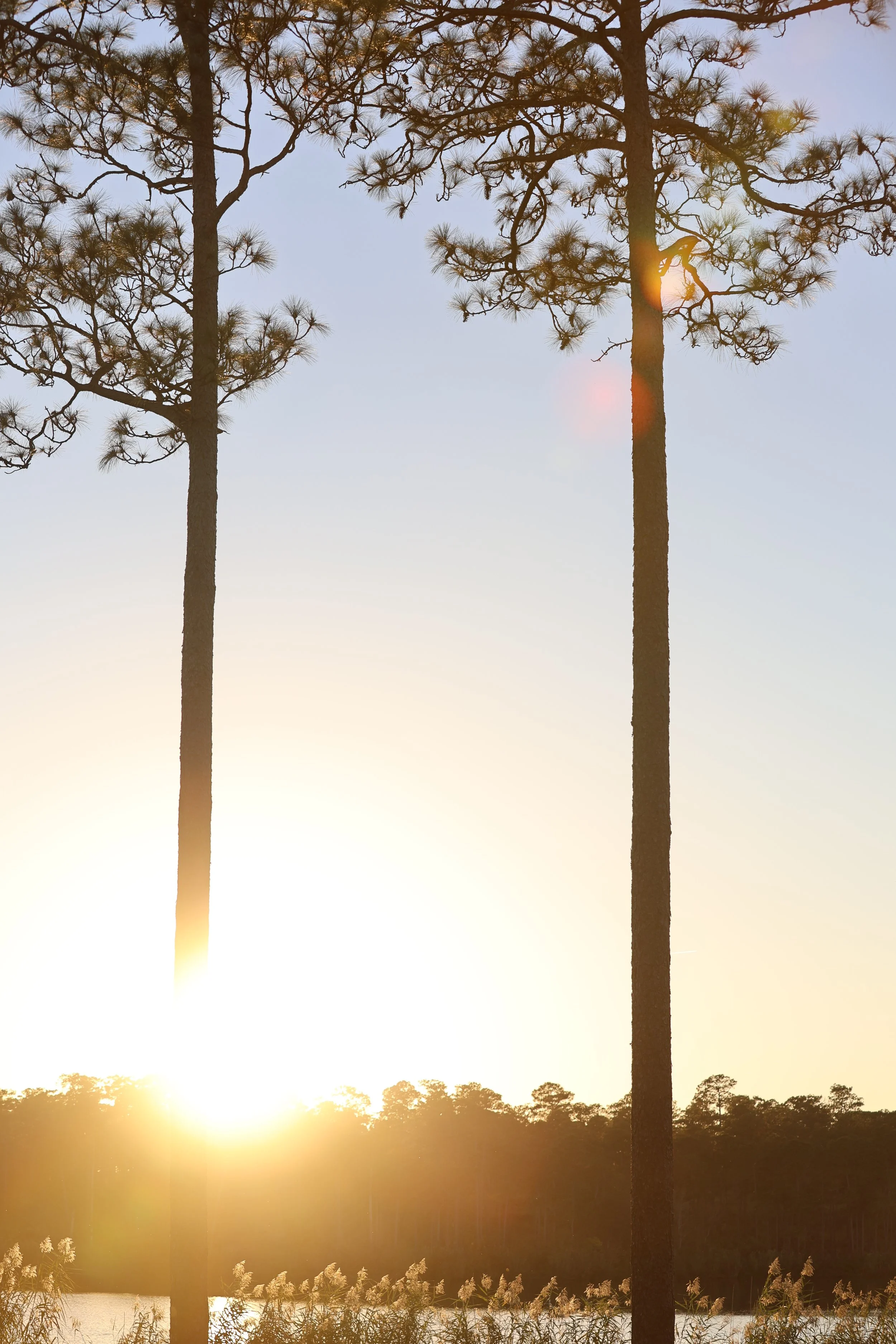 Silhouettes of two tall pine trees during sunset over a body of water with a forest in the background and grasses in the foreground.