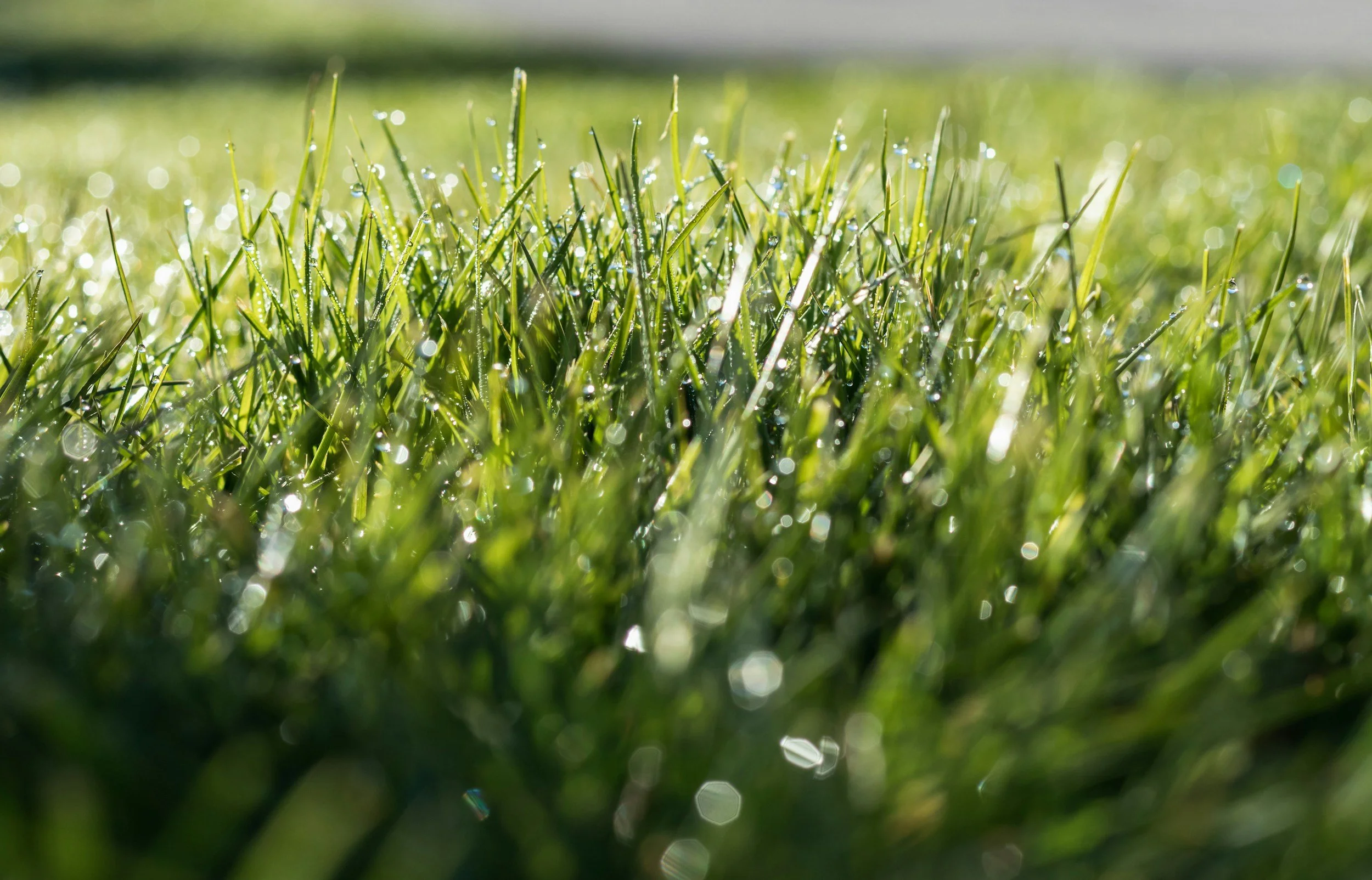 Close-up view of green grass blades with dew drops on them, shiny and sparkling in sunlight.