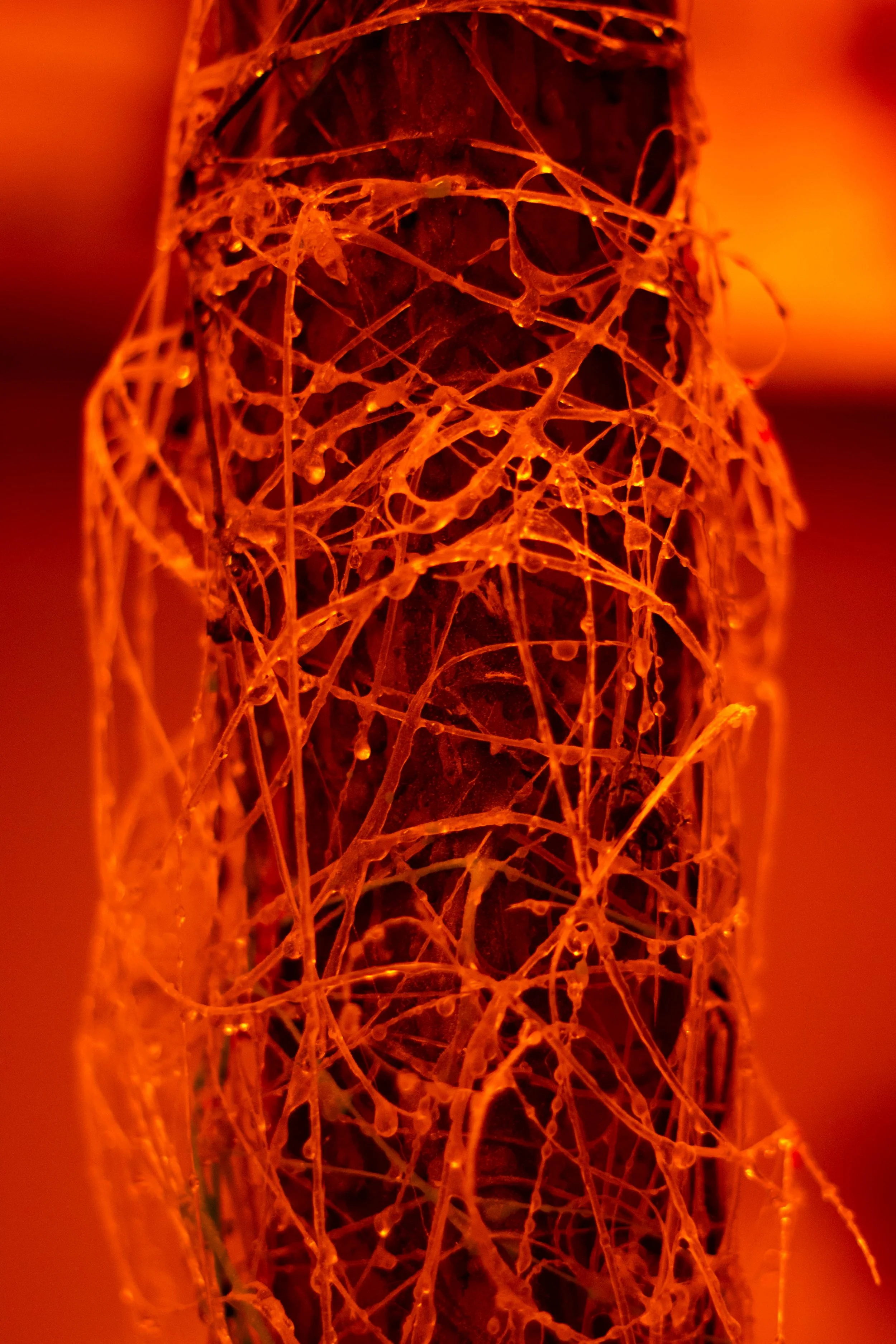 Close-up of a tree trunk covered in spider silk with orange lighting.