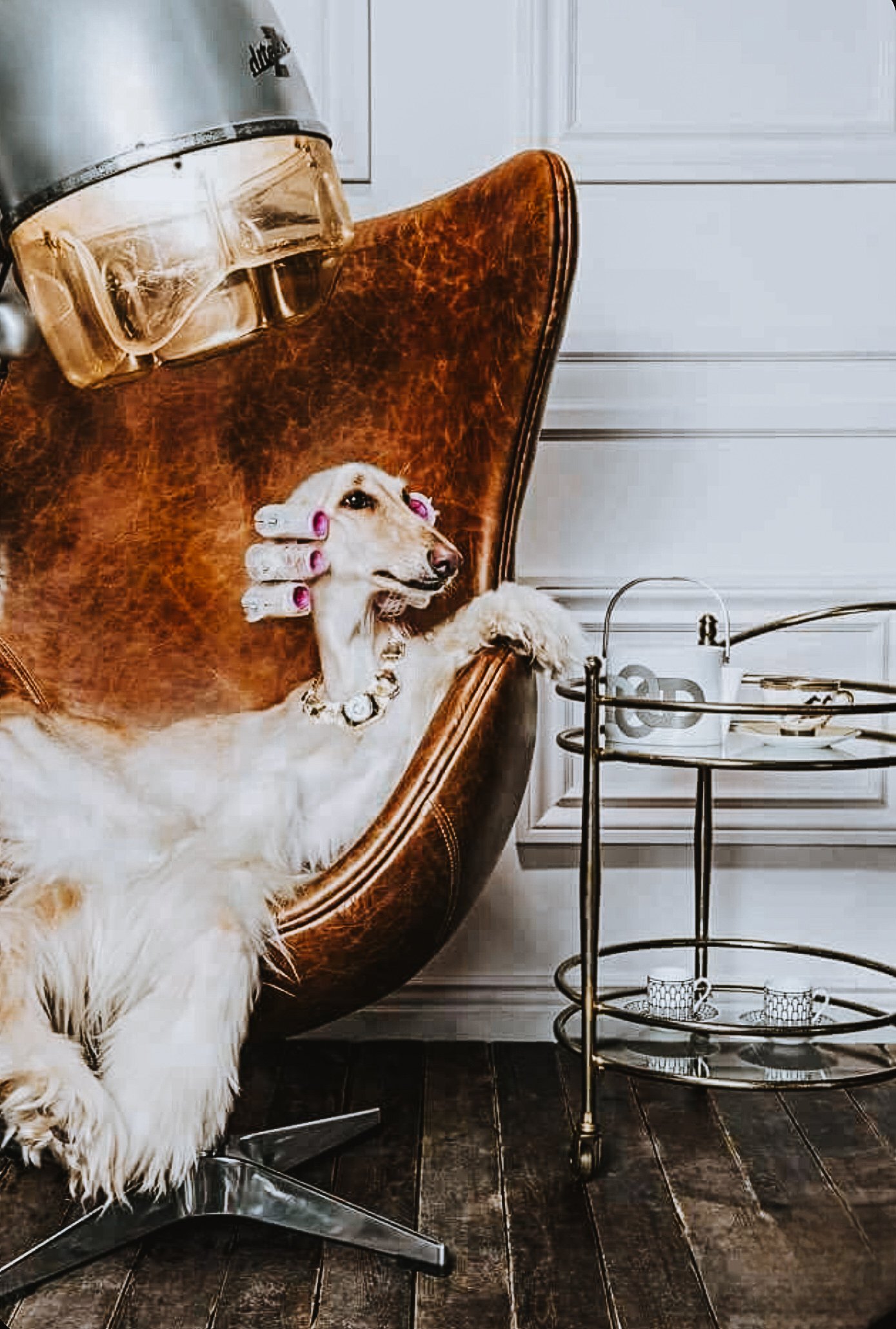 A dog wearing jewelry, reclining on a vintage leather chair, with a gloved hand gently touching its head. There is a beverage dispenser and a small served table with cups nearby, set against a wall with white paneling.