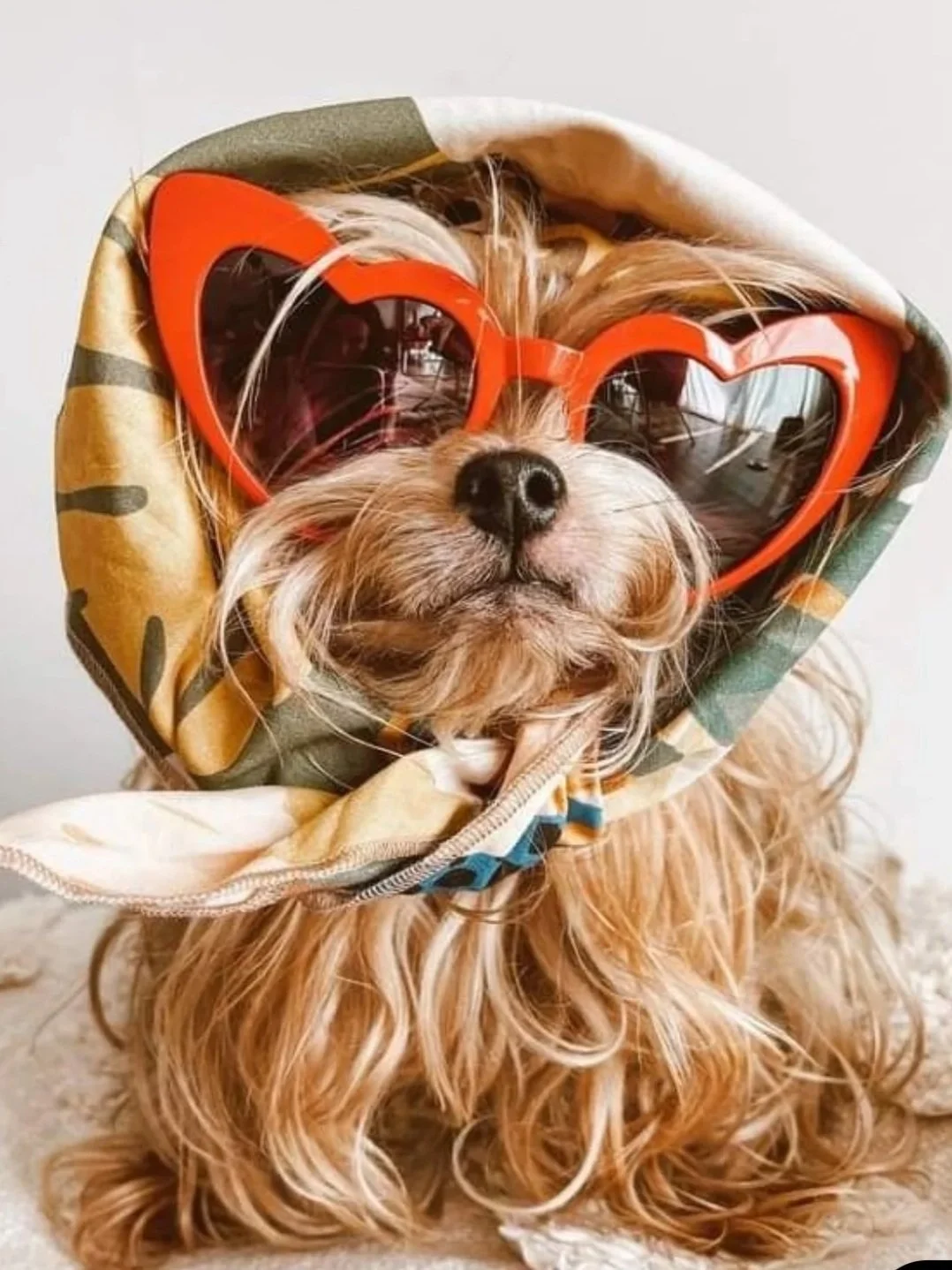 your pet groomer-wales