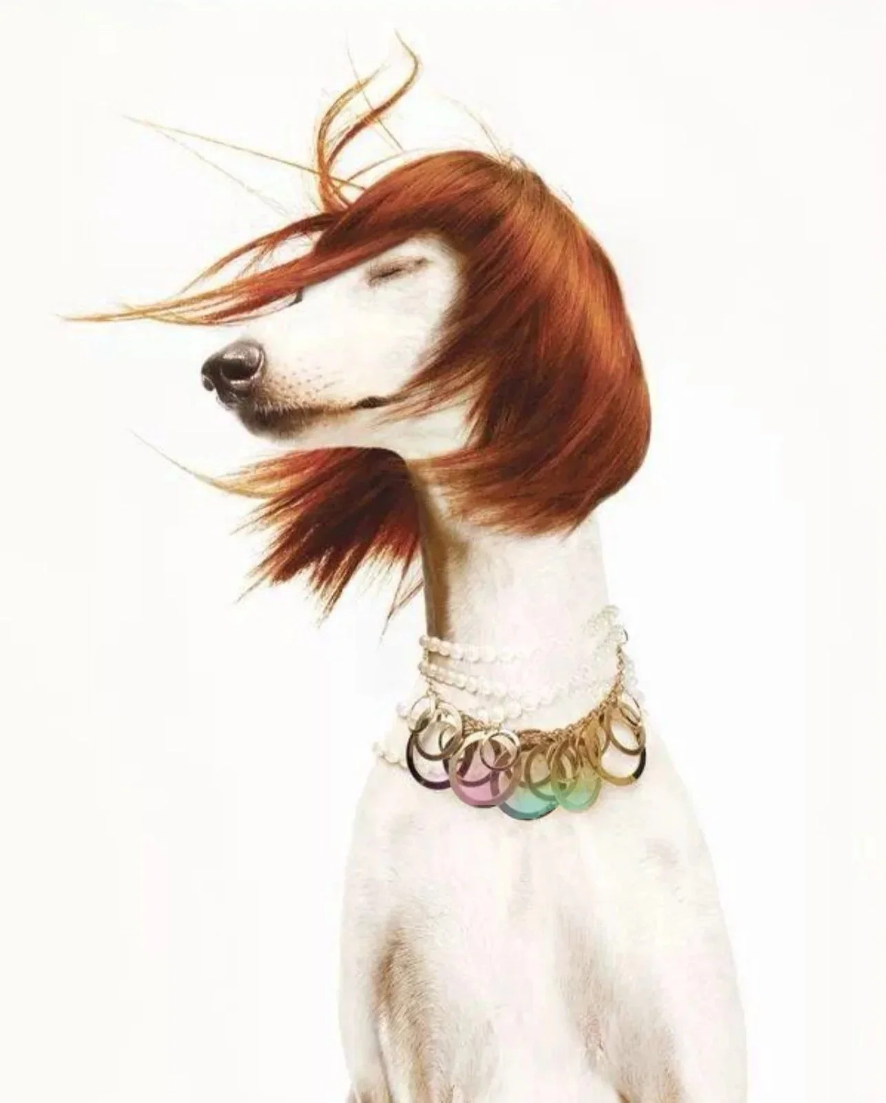 oh my dog-pet grooming salon-swansea