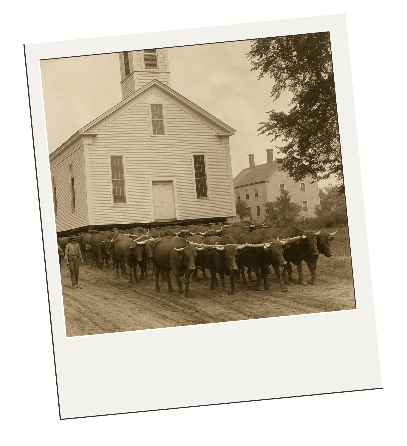 Historic black and white photo of a white church with a man herding cattle outside, and a house in the background.