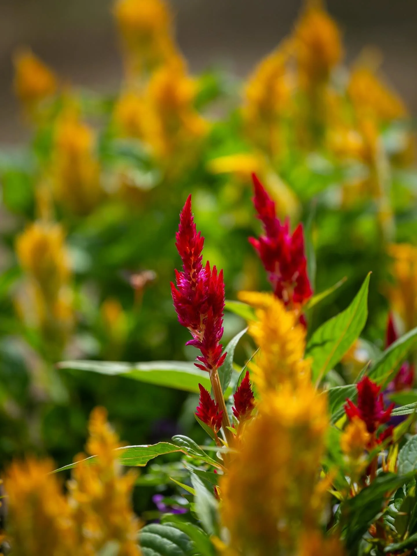 Once upon a time&hellip; October slipped away and November was just around the weekend corner. 
P.S. It&rsquo;s still soup season! This photo makes me think of a roasted butternut squash soup with red peppers!
False Goat&rsquo;s Beard
Indianola, Iowa