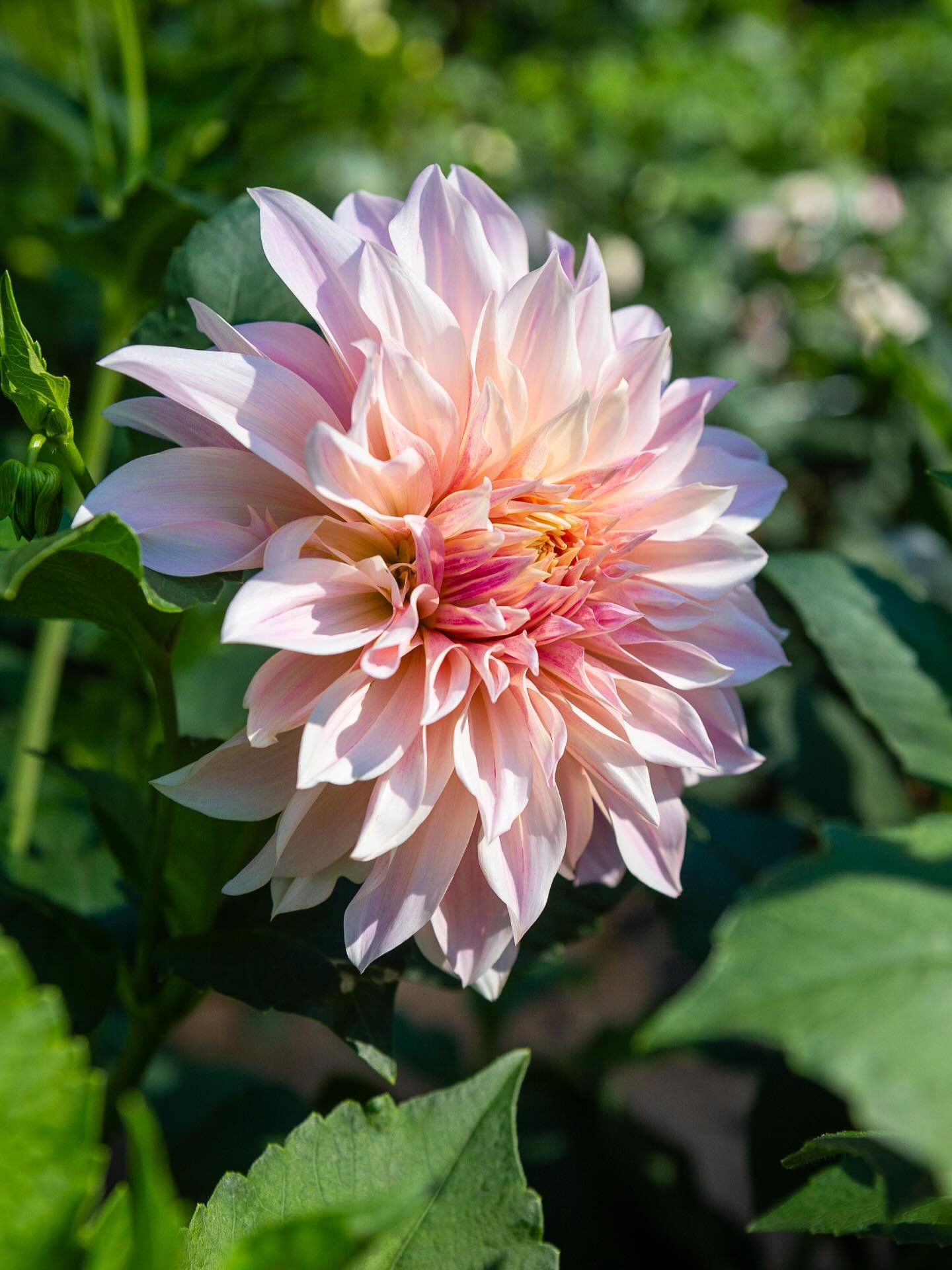 This past weekend I visited the Washington State Fair for the first time! I got to meet up with some friends and family and we spent our time there enjoying the animals, art, sights, sounds, and tastes. I ended up arriving a little earlier than anyon