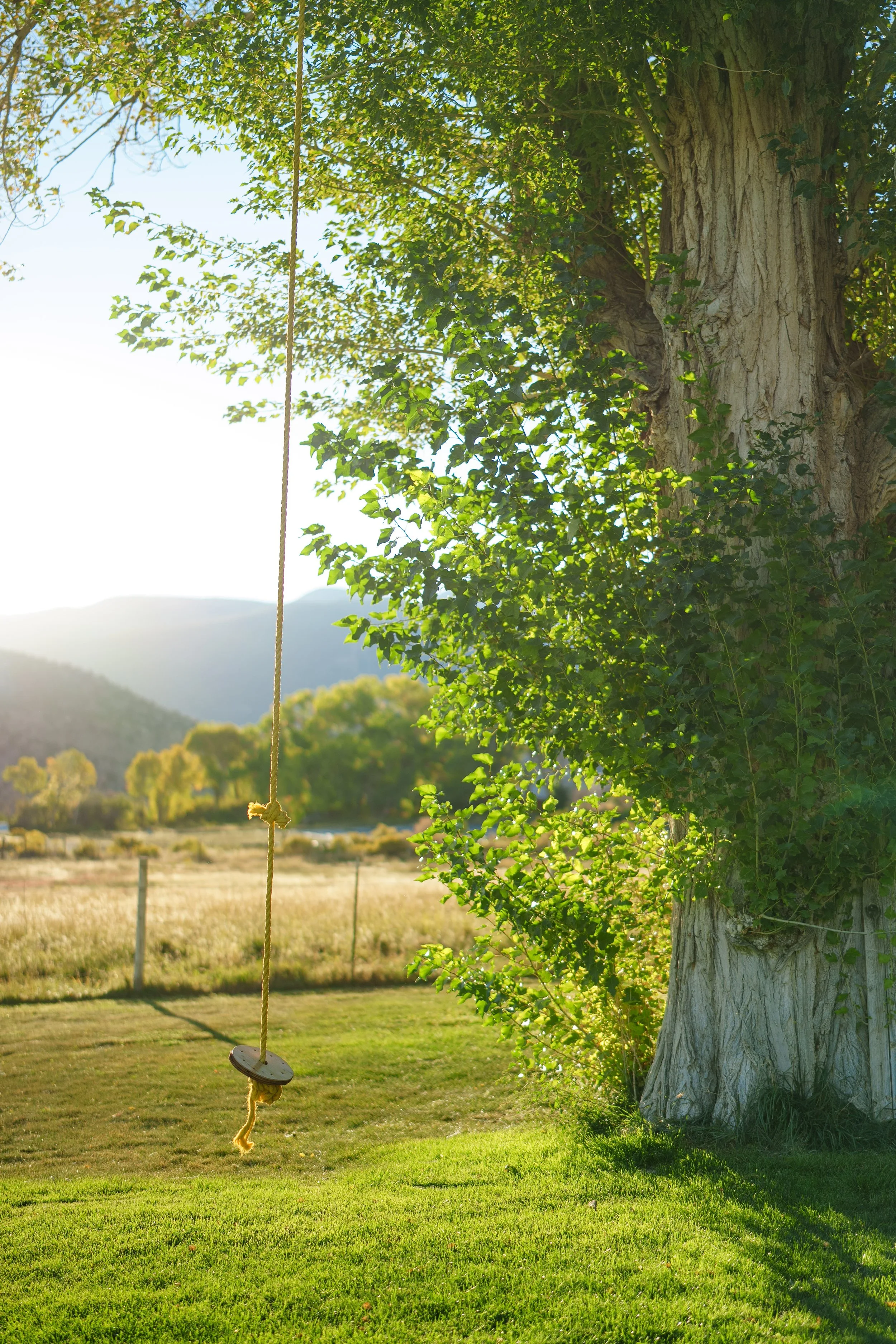 rope-swing-tree.JPG