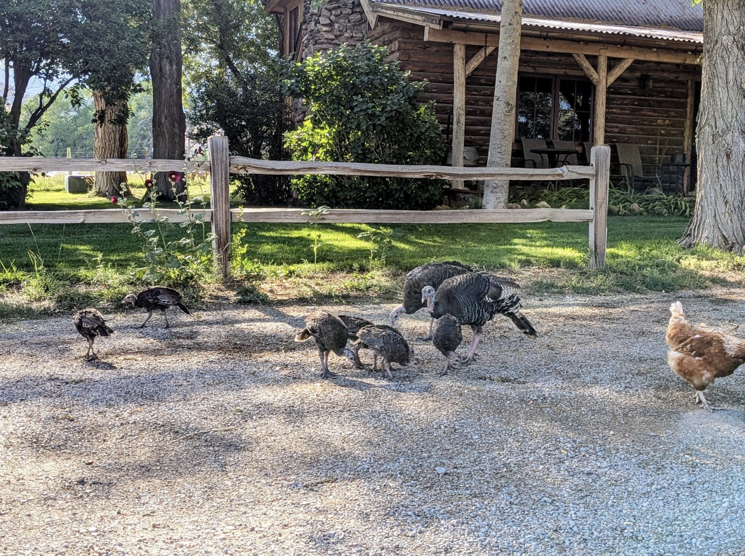Today I fed the turkeys…