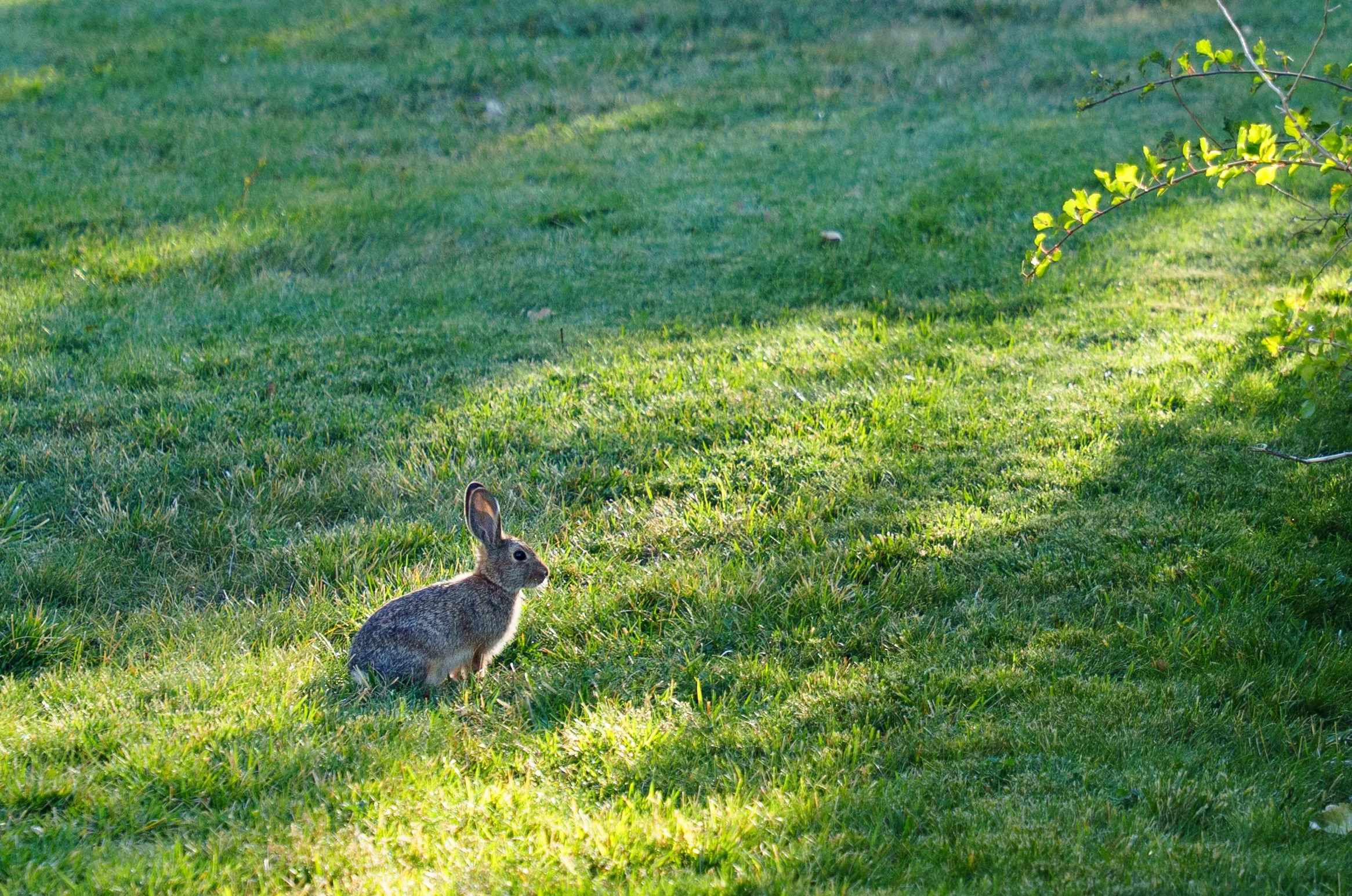 Wild rabbit.