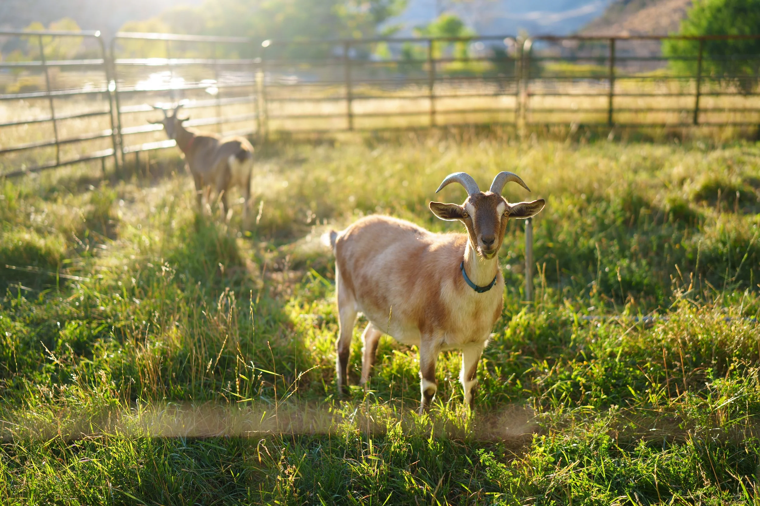 goat-pasture-2.JPG