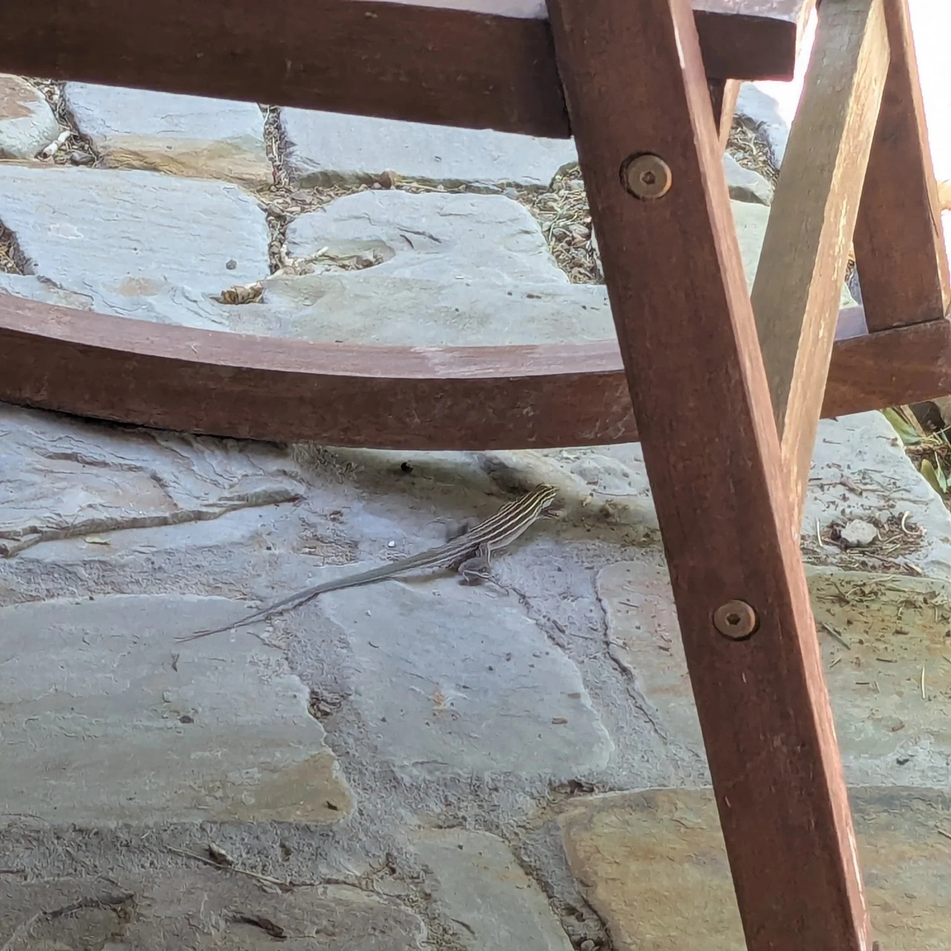 Sneaky lizard on the porch.