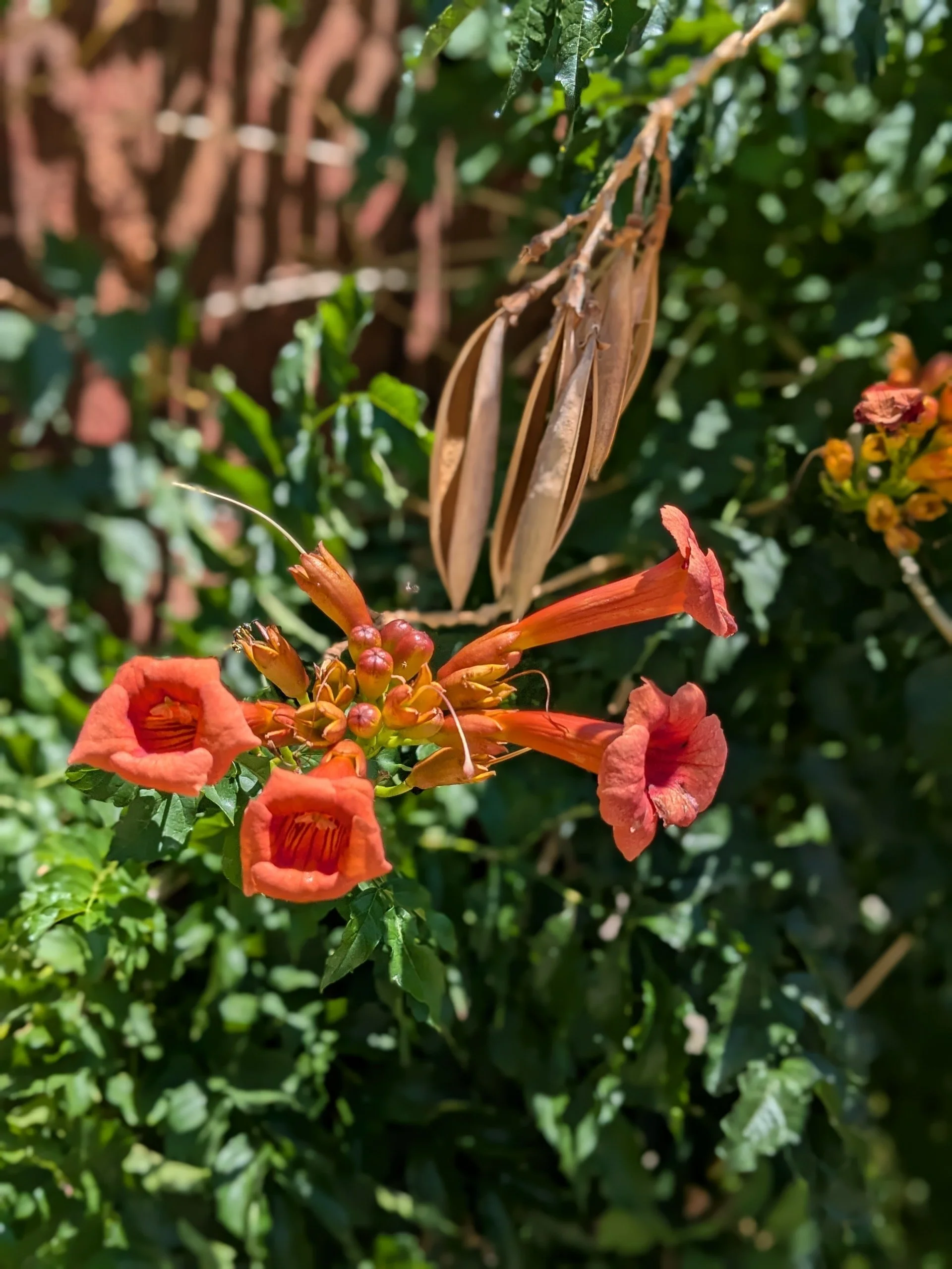 VIbrant red flowers.