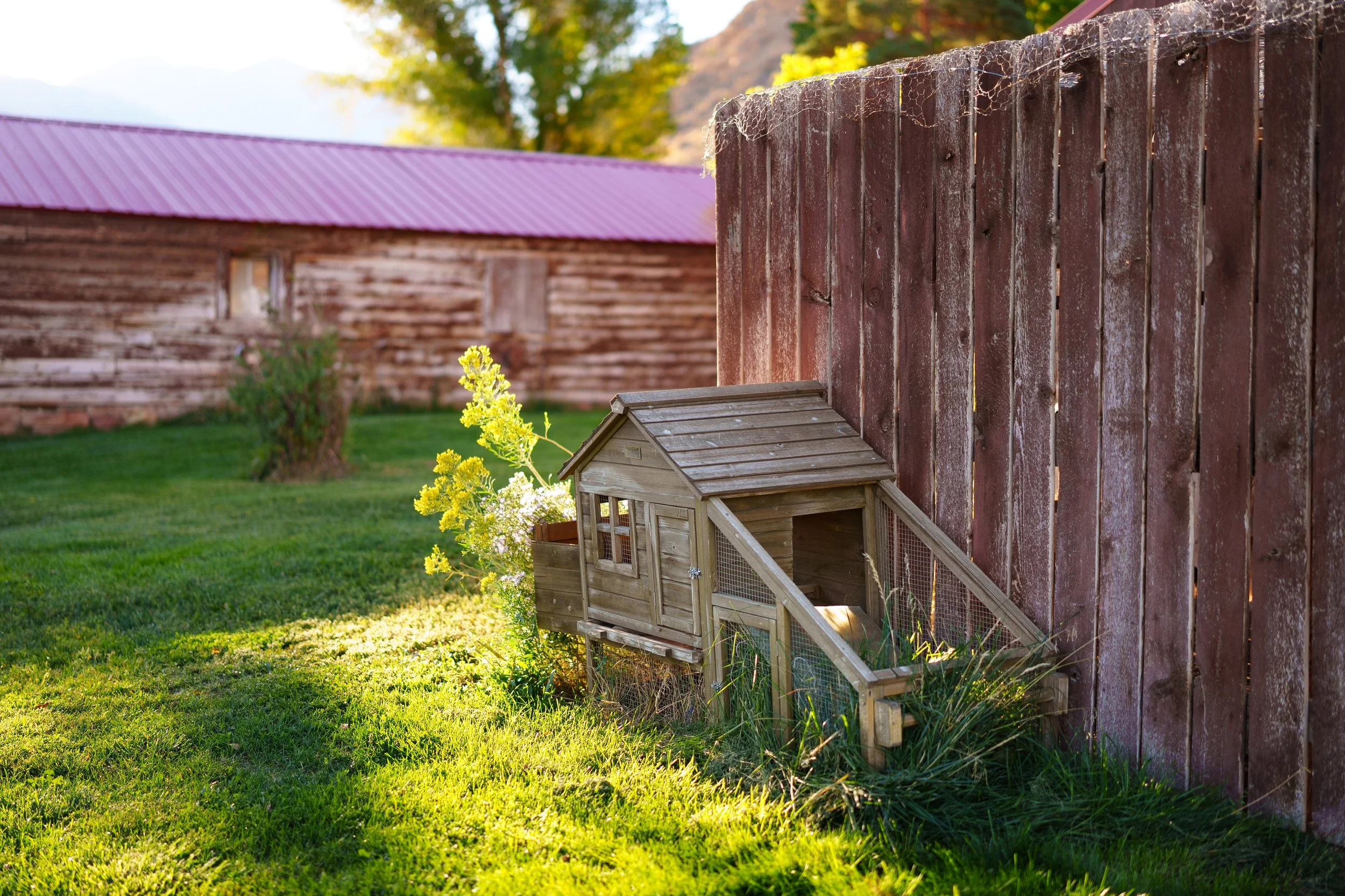 Chicken coop