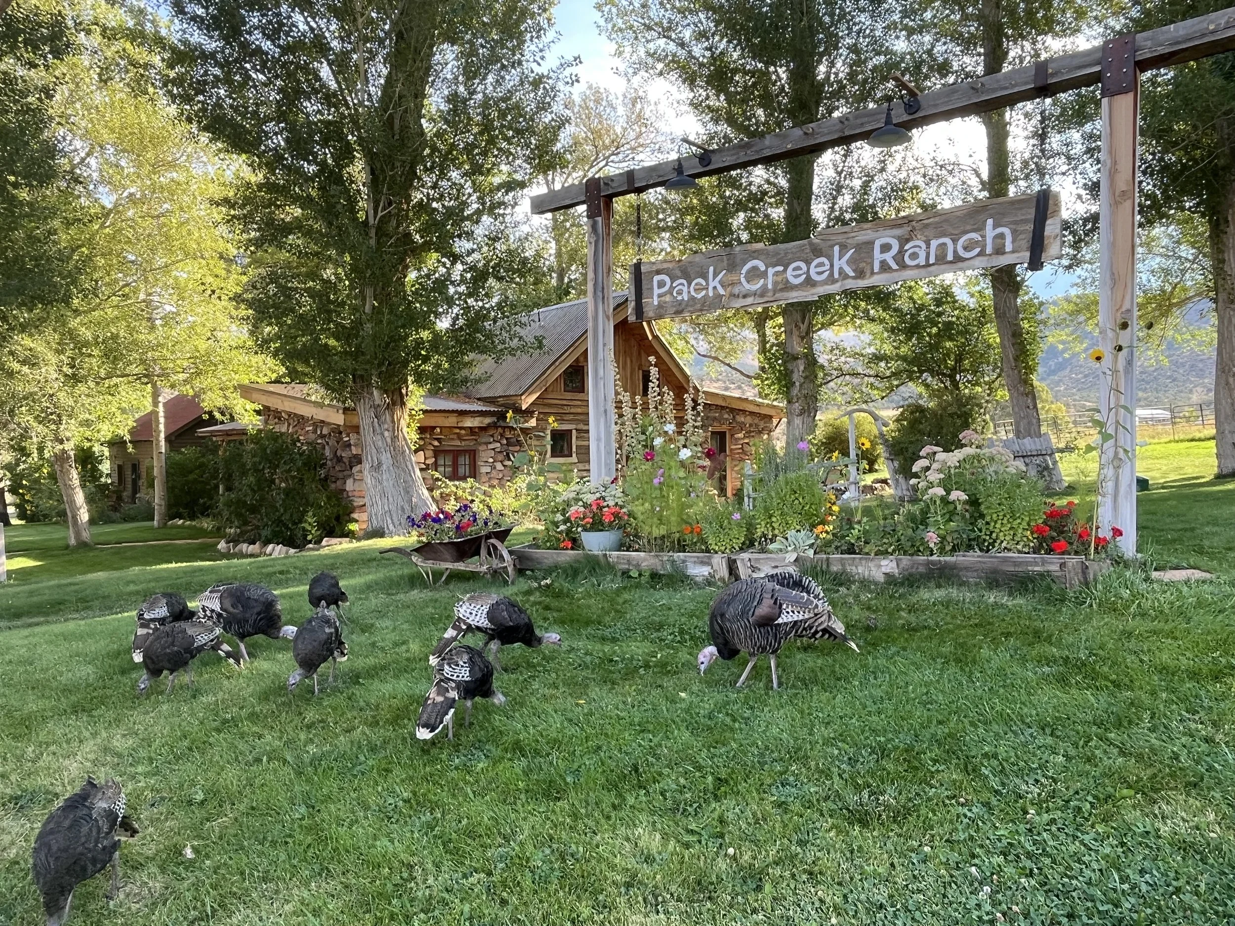 Wild turkey visitors.