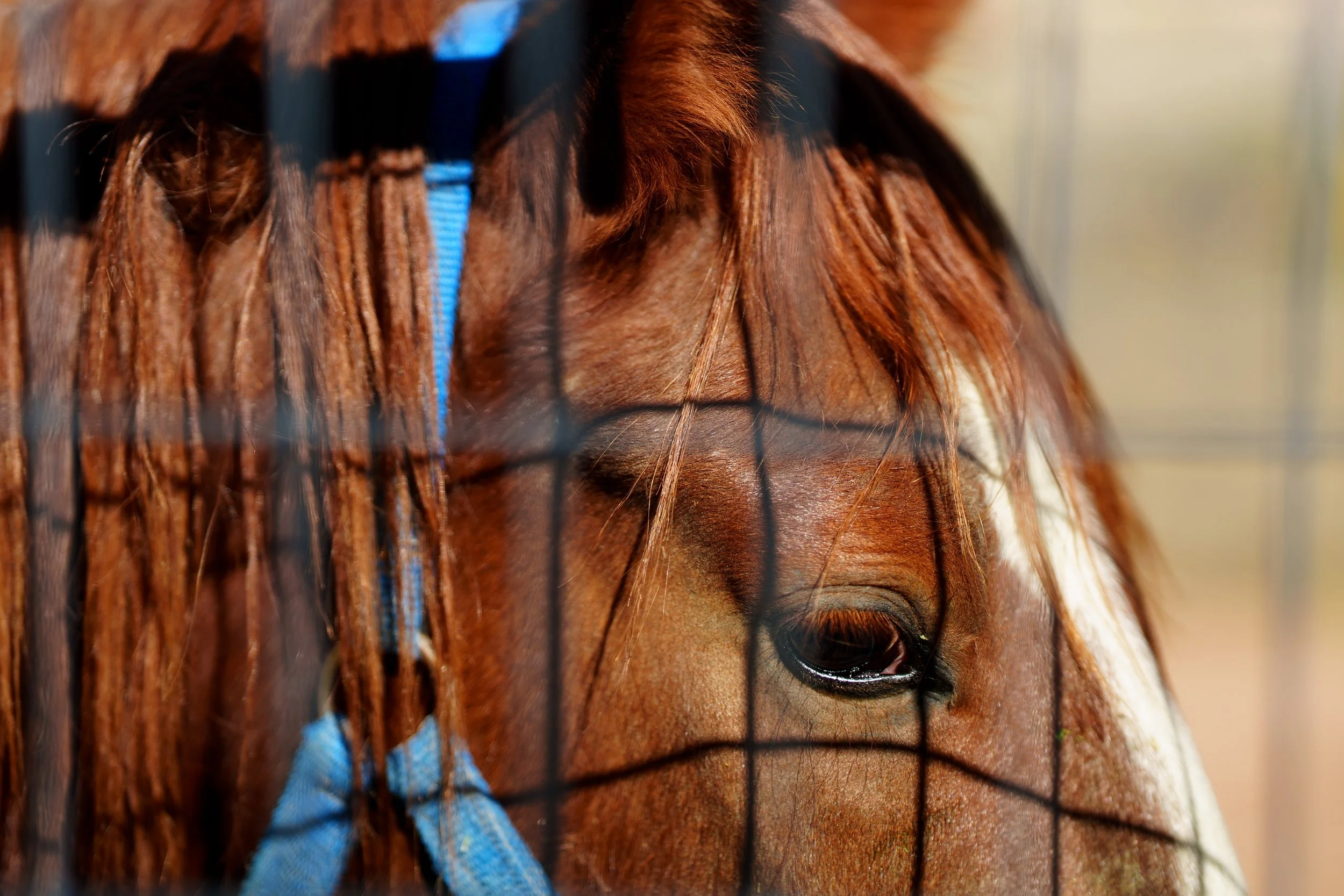 muddy-redd-horse.JPG