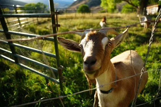 Friendly goat in a fenced off pasture.