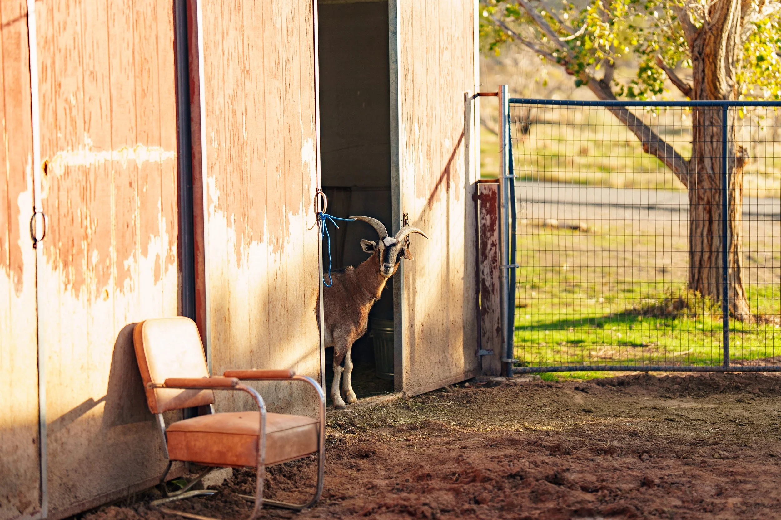 goat-peeking-out-of-barn.JPG